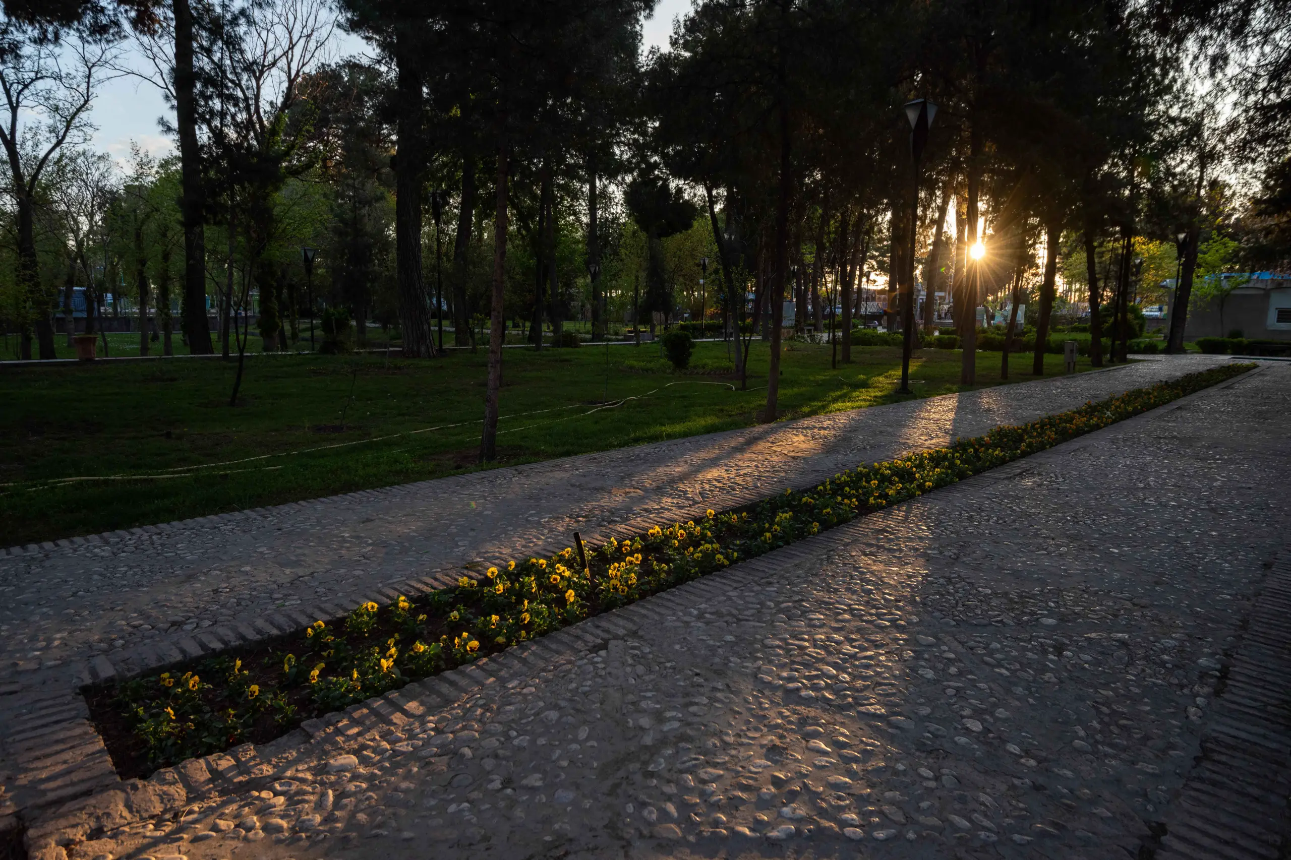 A wide shot of a park path made of cobblestones, lined by a long flowerbed with yellow flowers, and tall dark trees. The setting sun peeks through the trees, casting long shadows and a warm glow on the path. Photograph by Mohammad Ataei.