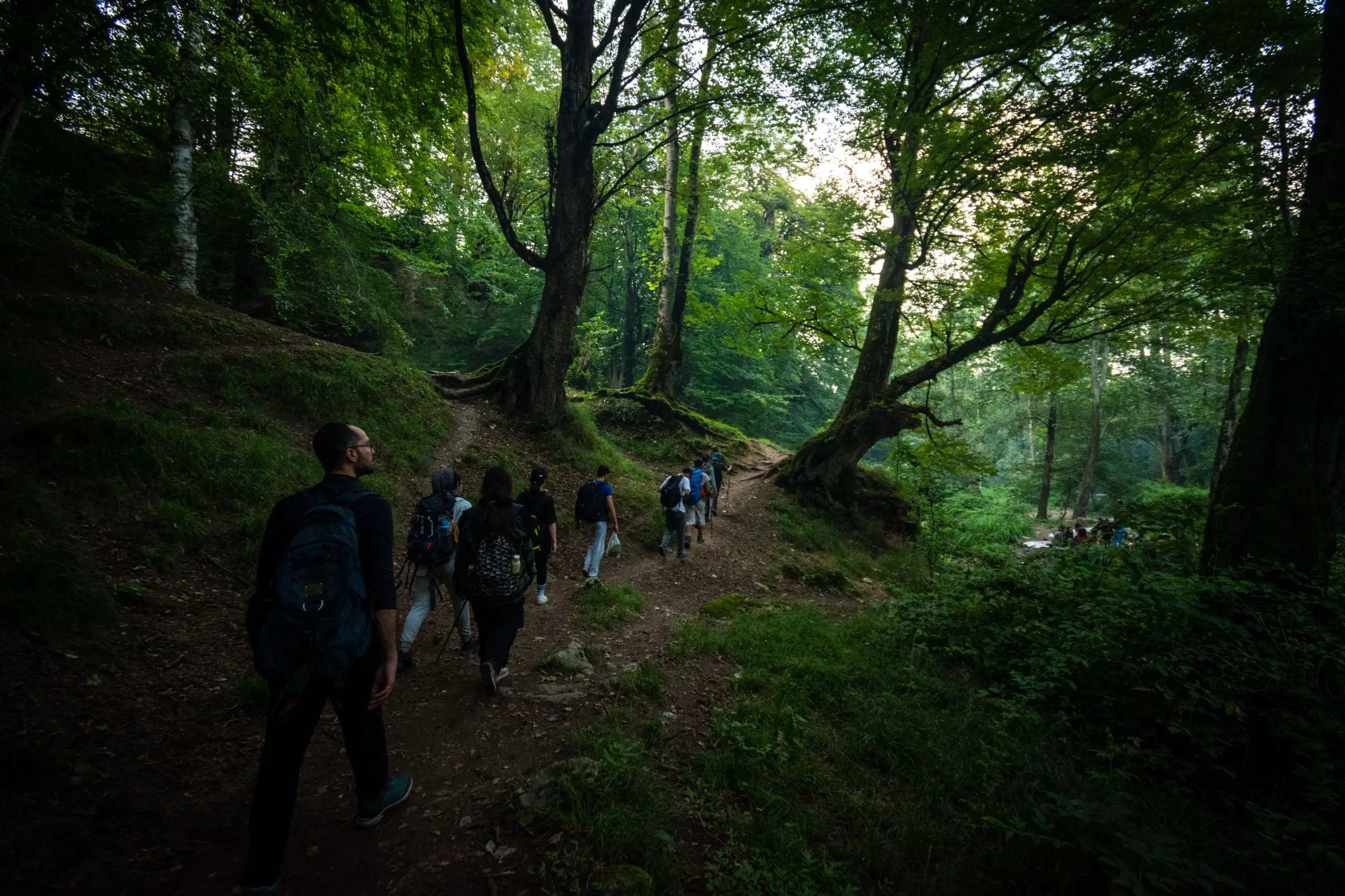 A group of hikers with backpacks walk away along a dirt trail through a dense green forest with large trees in Gorgan, Iran. Photograph by Mohammad Ataei.