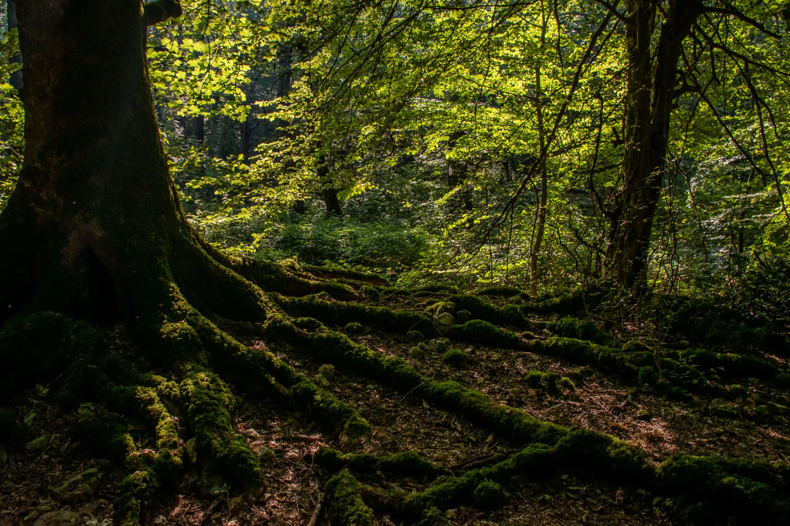 Sunlight filters through the dense canopy of a lush forest, highlighting the large, moss-covered roots of an ancient tree sprawling across the dark forest floor. Photograph by Mohammad Ataei.