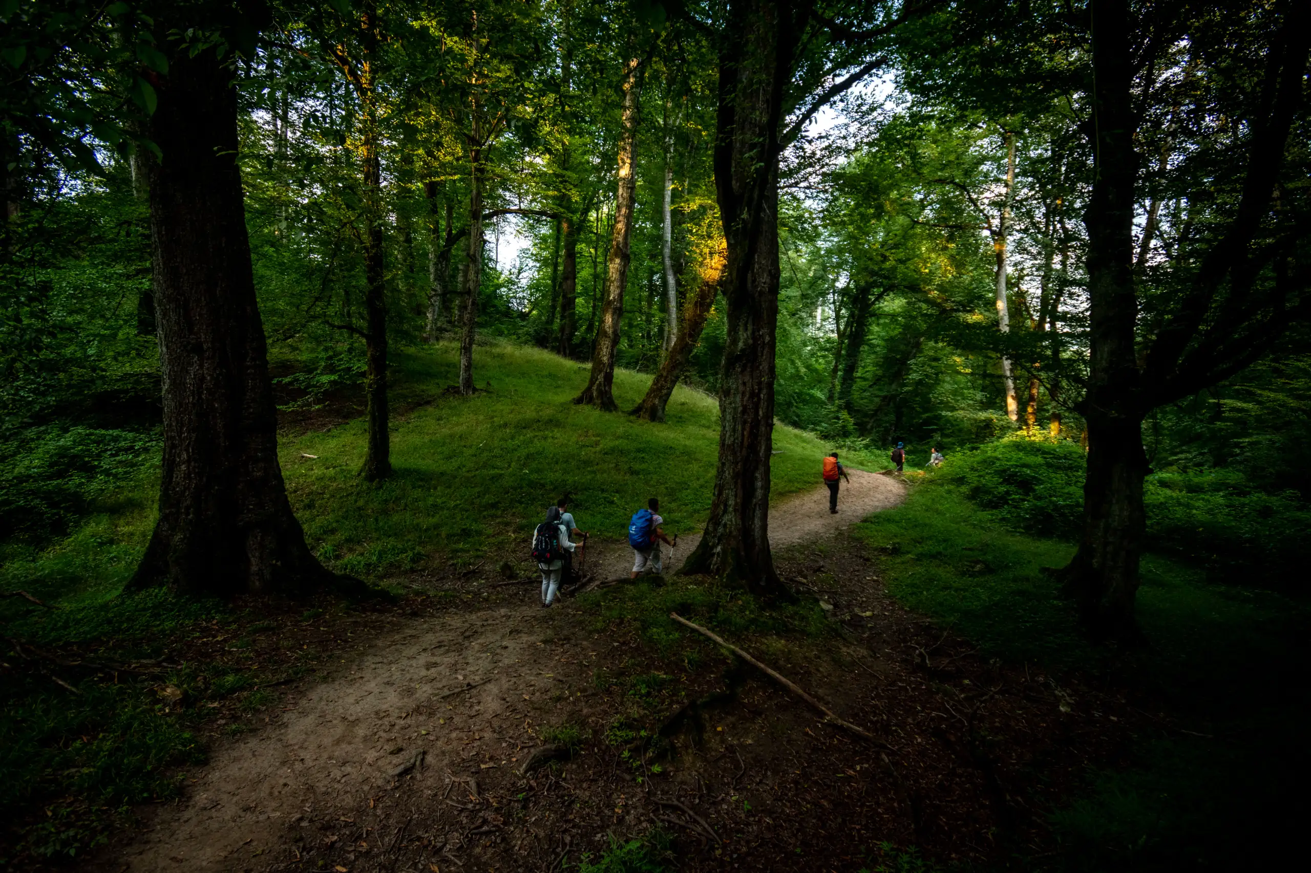 A group of hikers with backpacks walking along a winding dirt path through a lush green Hyrcanian forest with tall trees and filtering sunlight. Photograph by Mohammad Ataei.