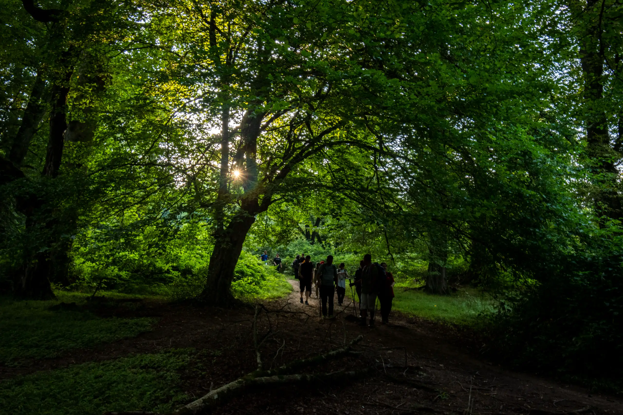 A group of hikers walking along a dirt path under a dense canopy of green forest trees, with sunlight filtering through the leaves. Photograph by Mohammad Ataei.