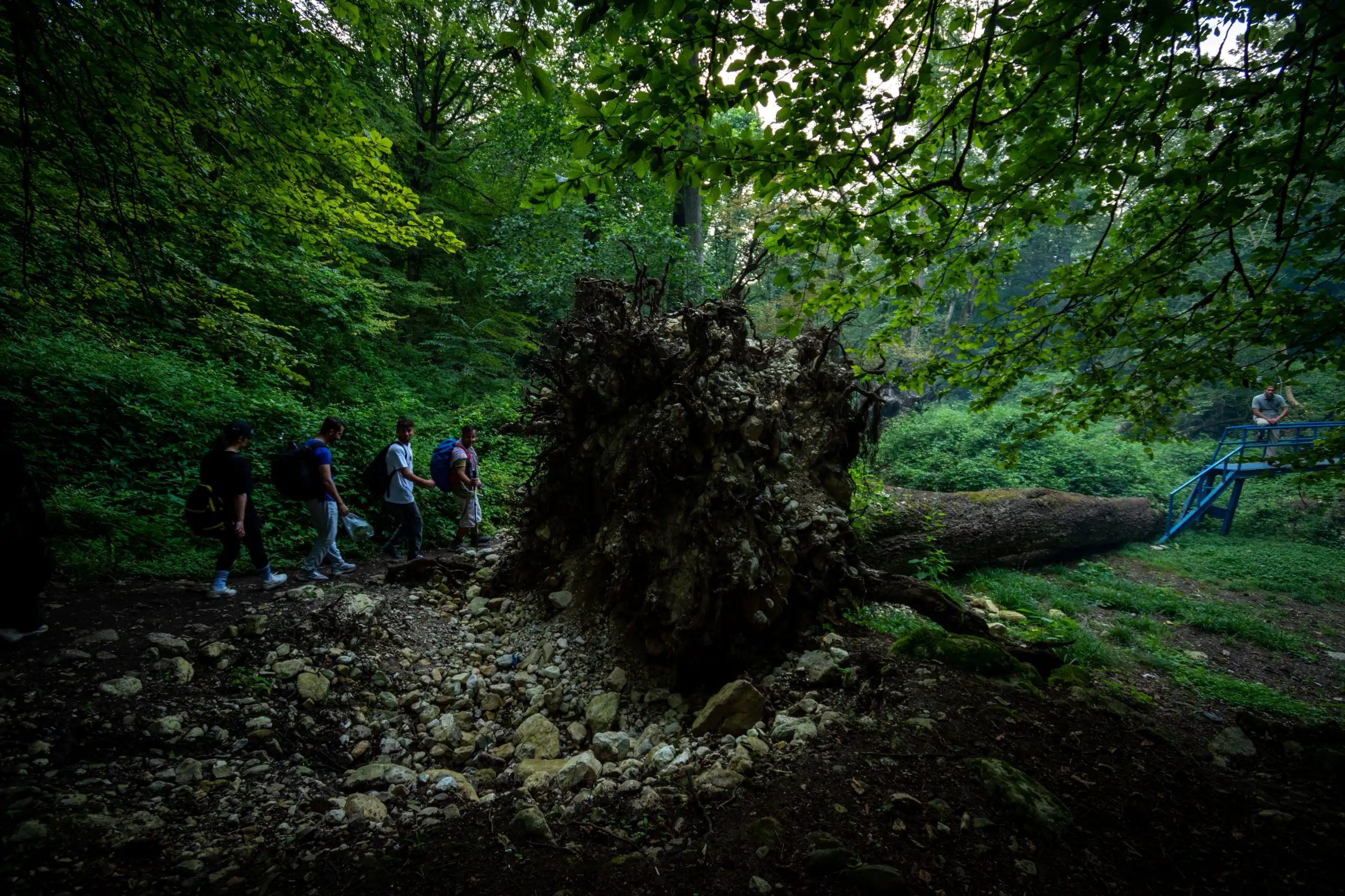 A group of hikers walks on a trail next to a massive fallen tree root system in a lush green forest, with a blue viewing platform visible in the background. Photograph by Mohammad Ataei.