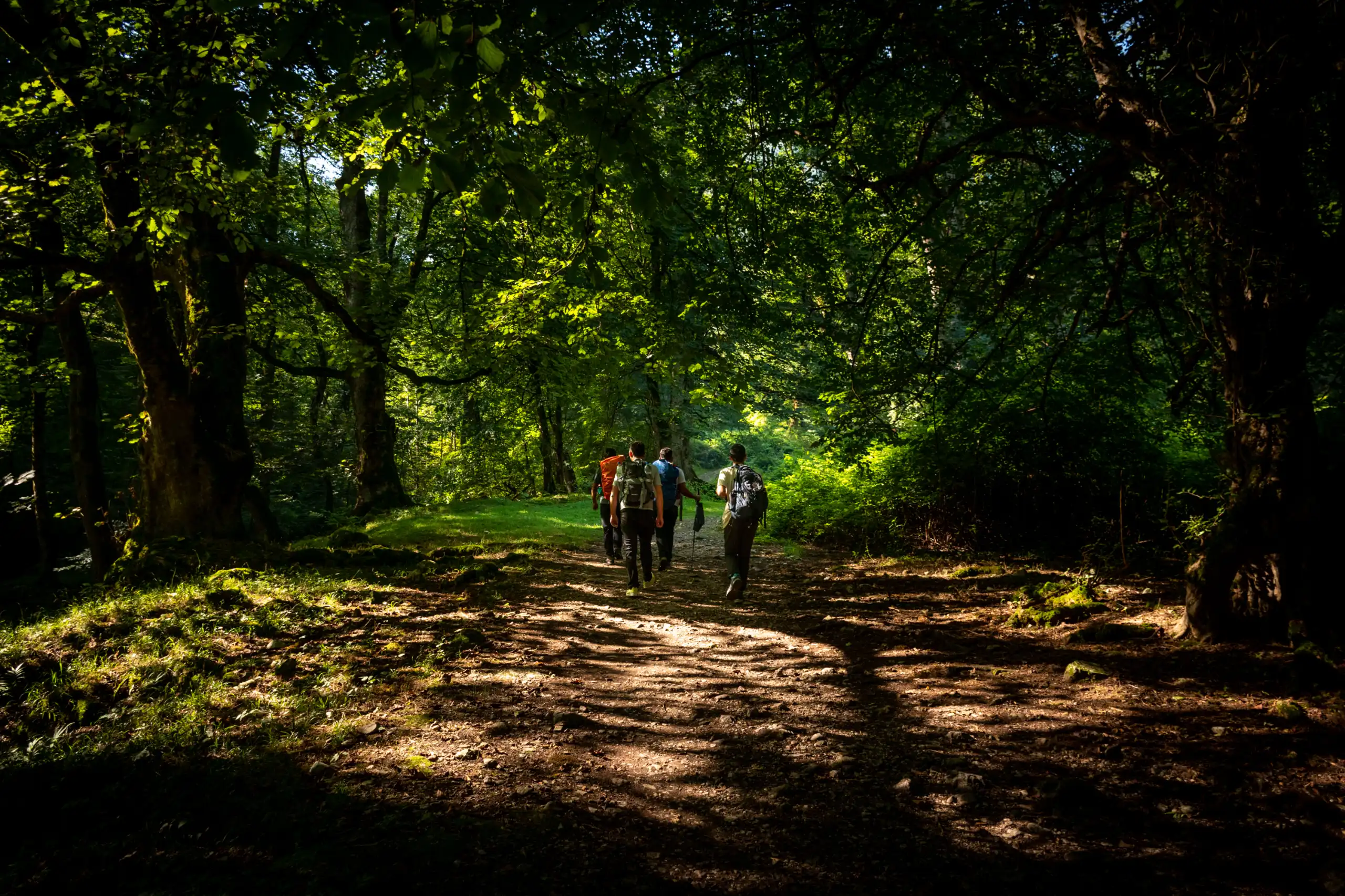 Group of hikers walking away down a sun-dappled dirt trail through a dense green forest. Photograph by Mohammad Ataei.
