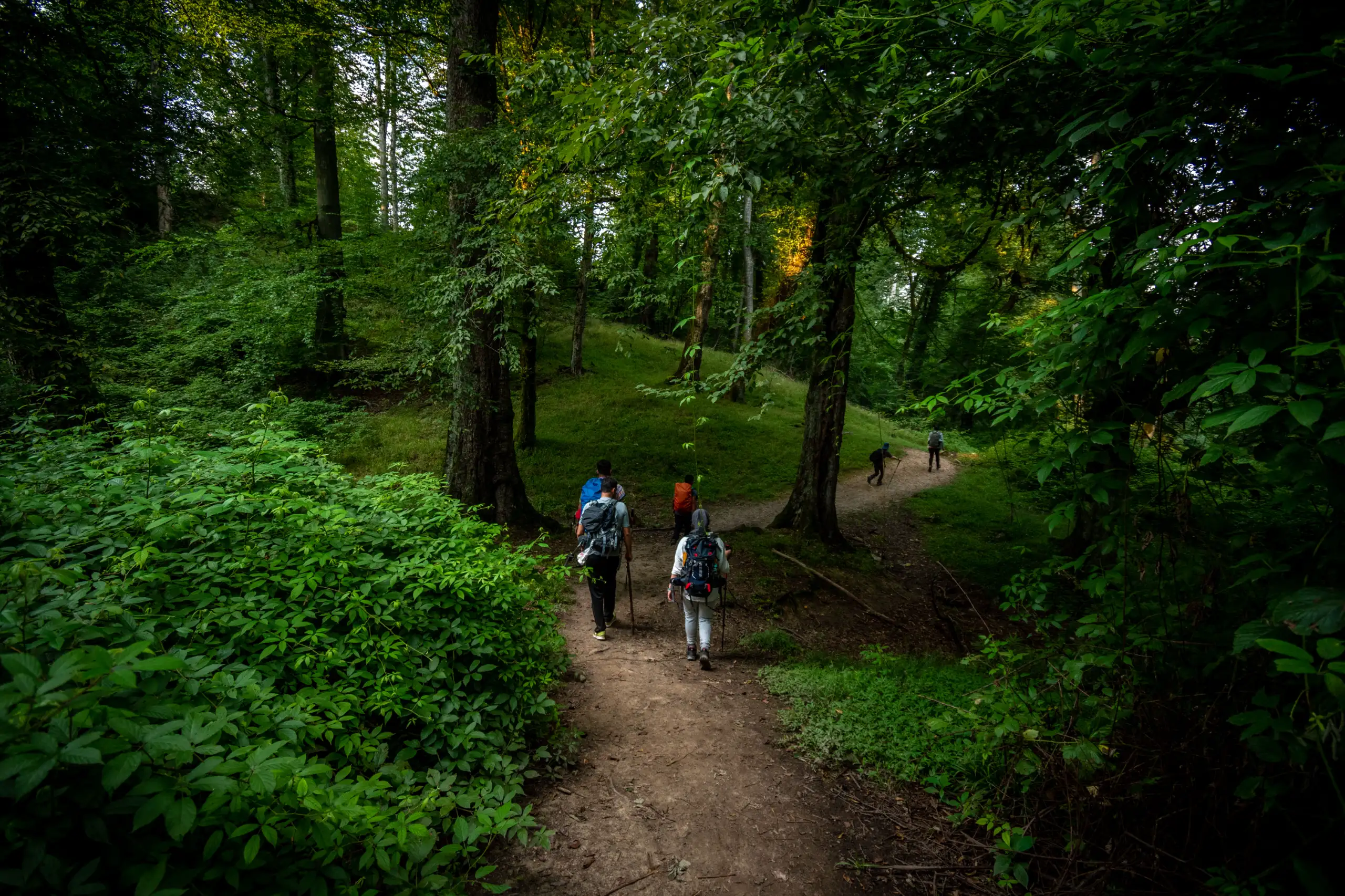 A group of hikers with backpacks walk along a winding dirt trail through a dense, lush green forest. Photograph by Mohammad Ataei.