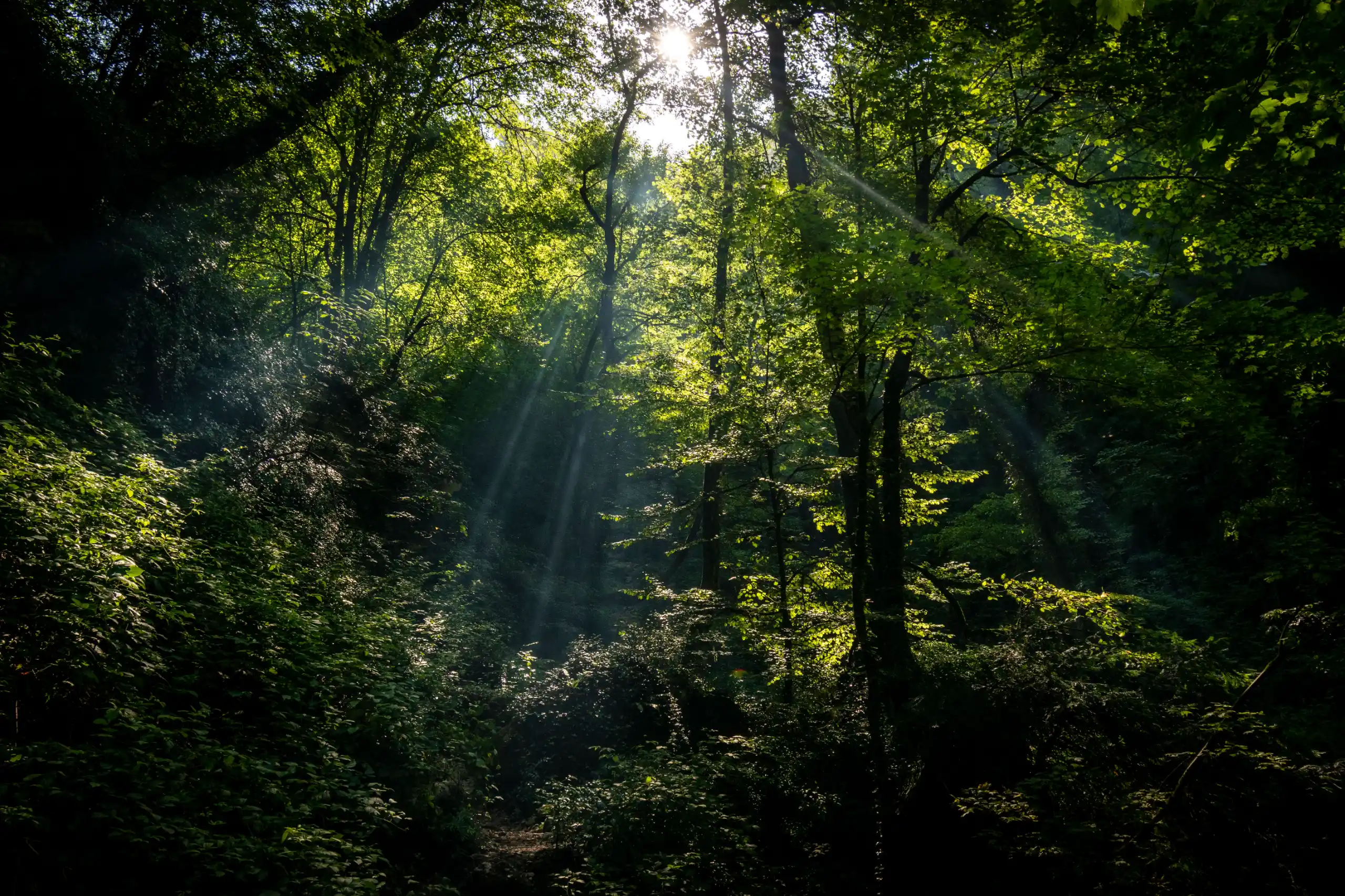 Sunlight piercing through the dense green canopy of a forest, casting dramatic light rays down onto the foliage and path. Photograph by Mohammad Ataei.