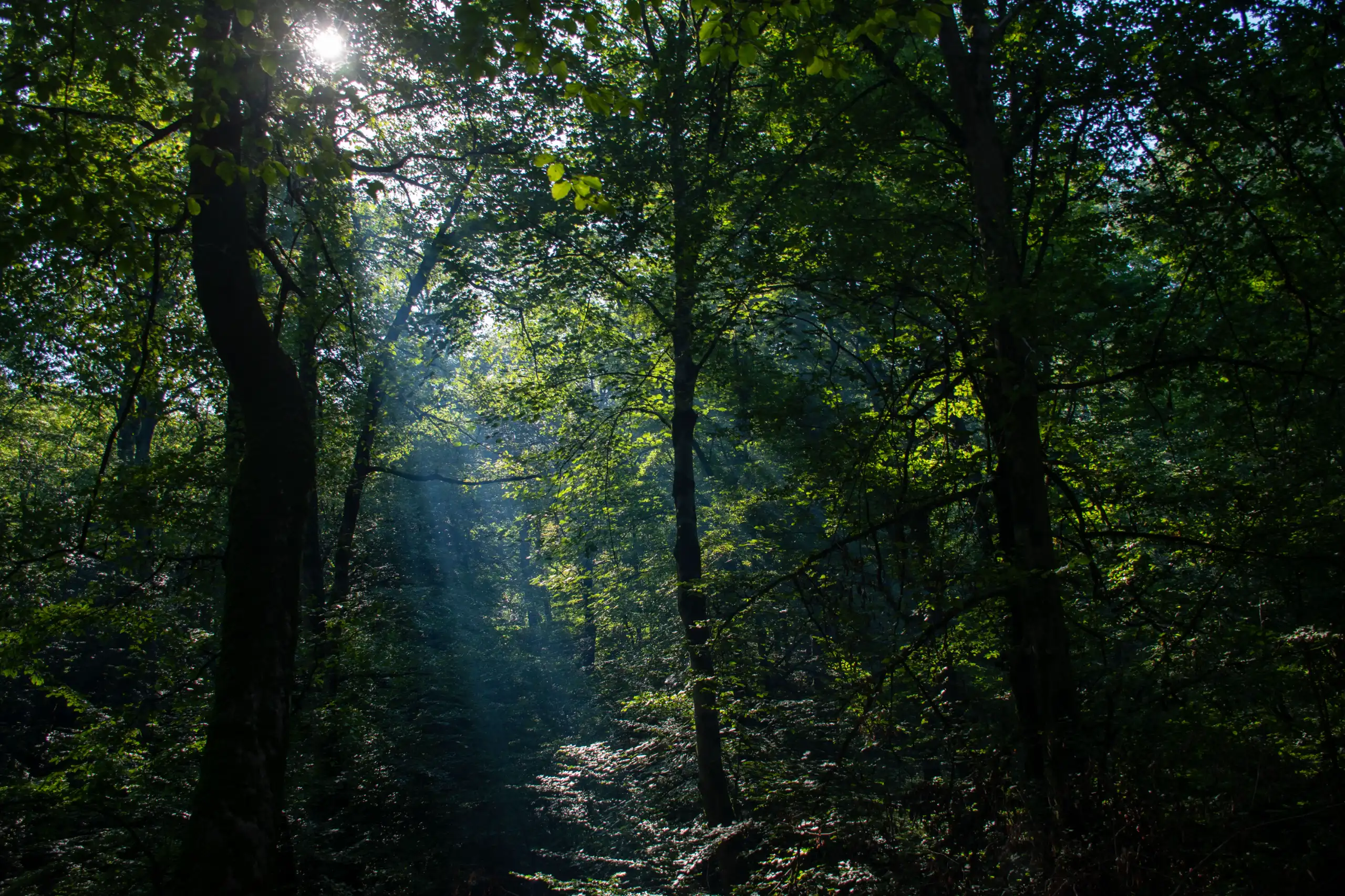 Sunlight pierces through the dense green canopy of a forested area, creating visible light rays among tall tree trunks. Photograph by Mohammad Ataei.