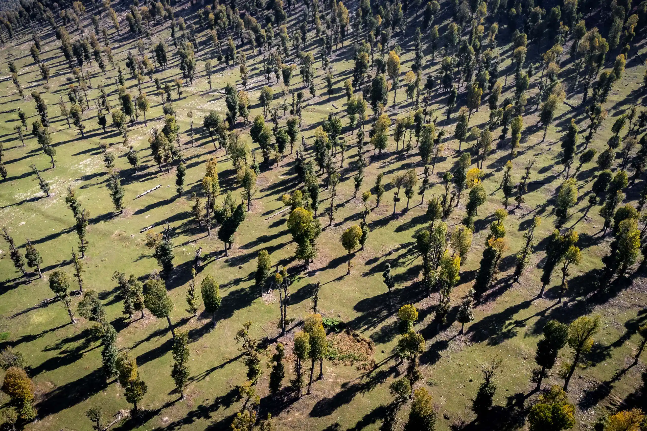 An aerial view showing numerous trees scattered across a grassy hillside with long shadows during autumn. Photograph by Mohammad Ataei.