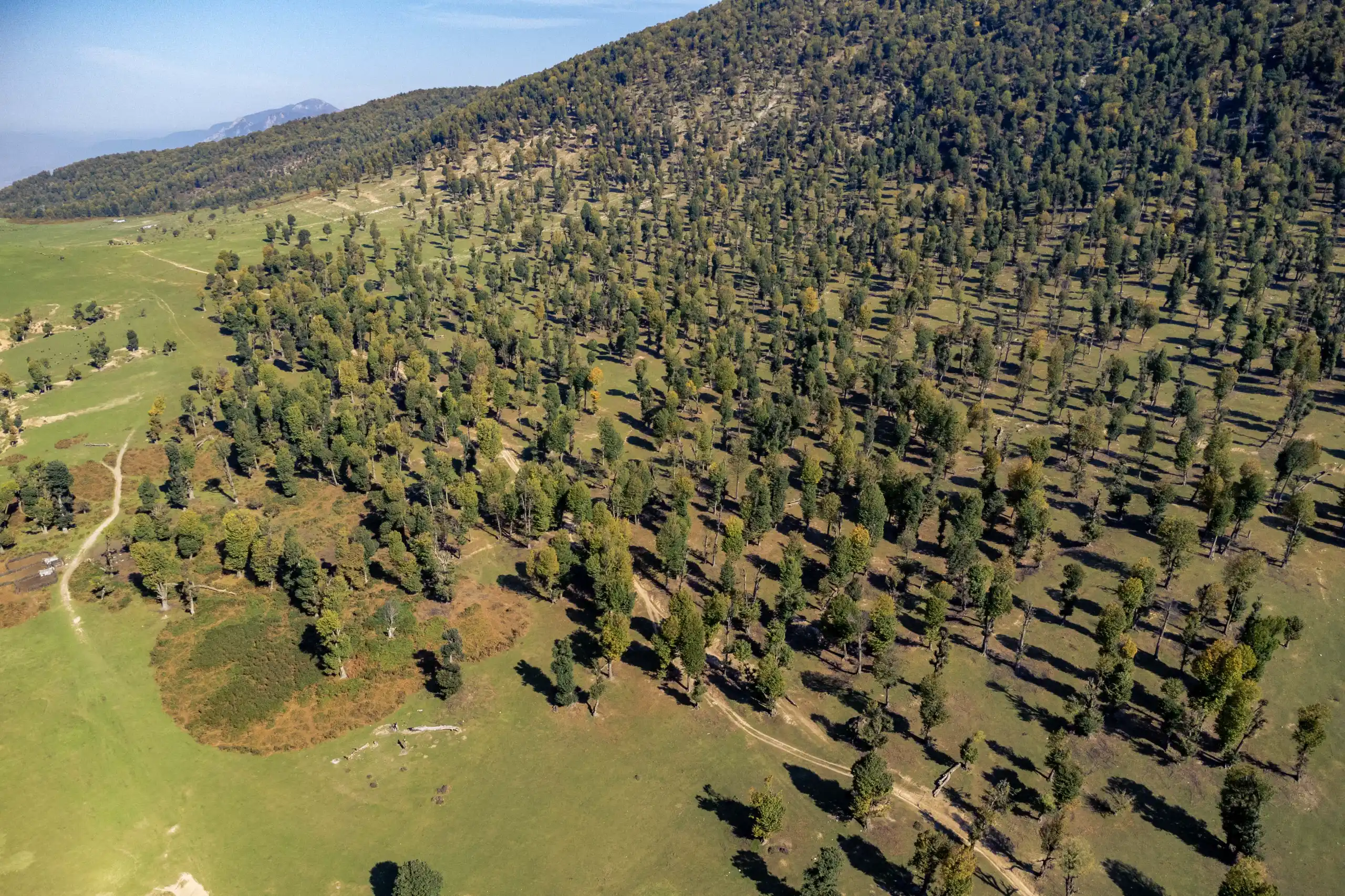 An elevated wide shot of Markouh Plain in Golestan Province, showing scattered trees across a green slope and pasture under clear daylight. Photograph by Mohammad Ataei.