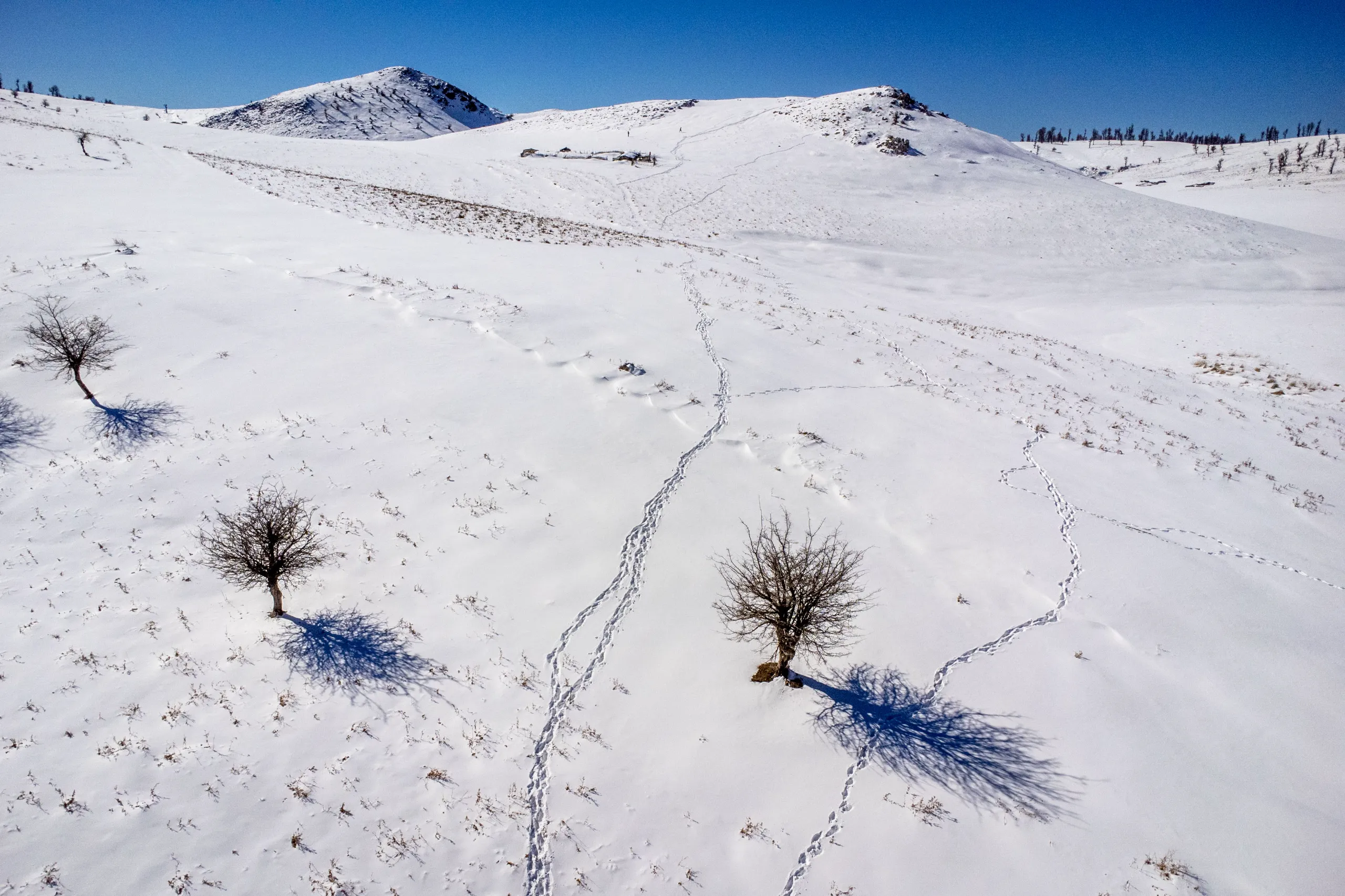 Aerial view of a snowy landscape in Markouh Plain featuring bare trees, long shadows, and footsteps on white snow under a clear blue sky. Photograph by Mohammad Ataei.