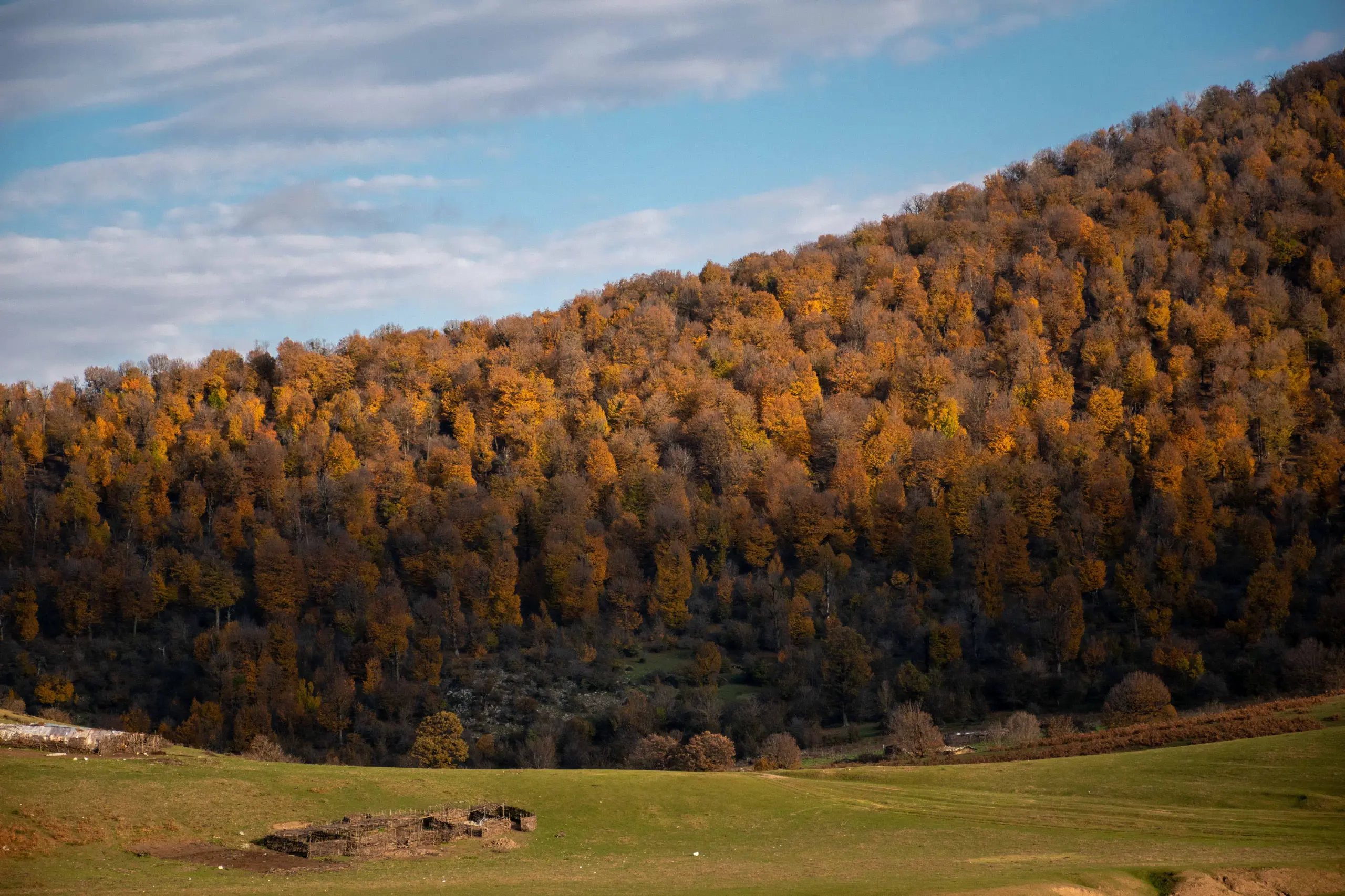 A wide shot of a sloping hillside densely covered in autumn foliage with orange and brown trees above a green pasture under a cloudy sky. Photograph by Mohammad Ataei.