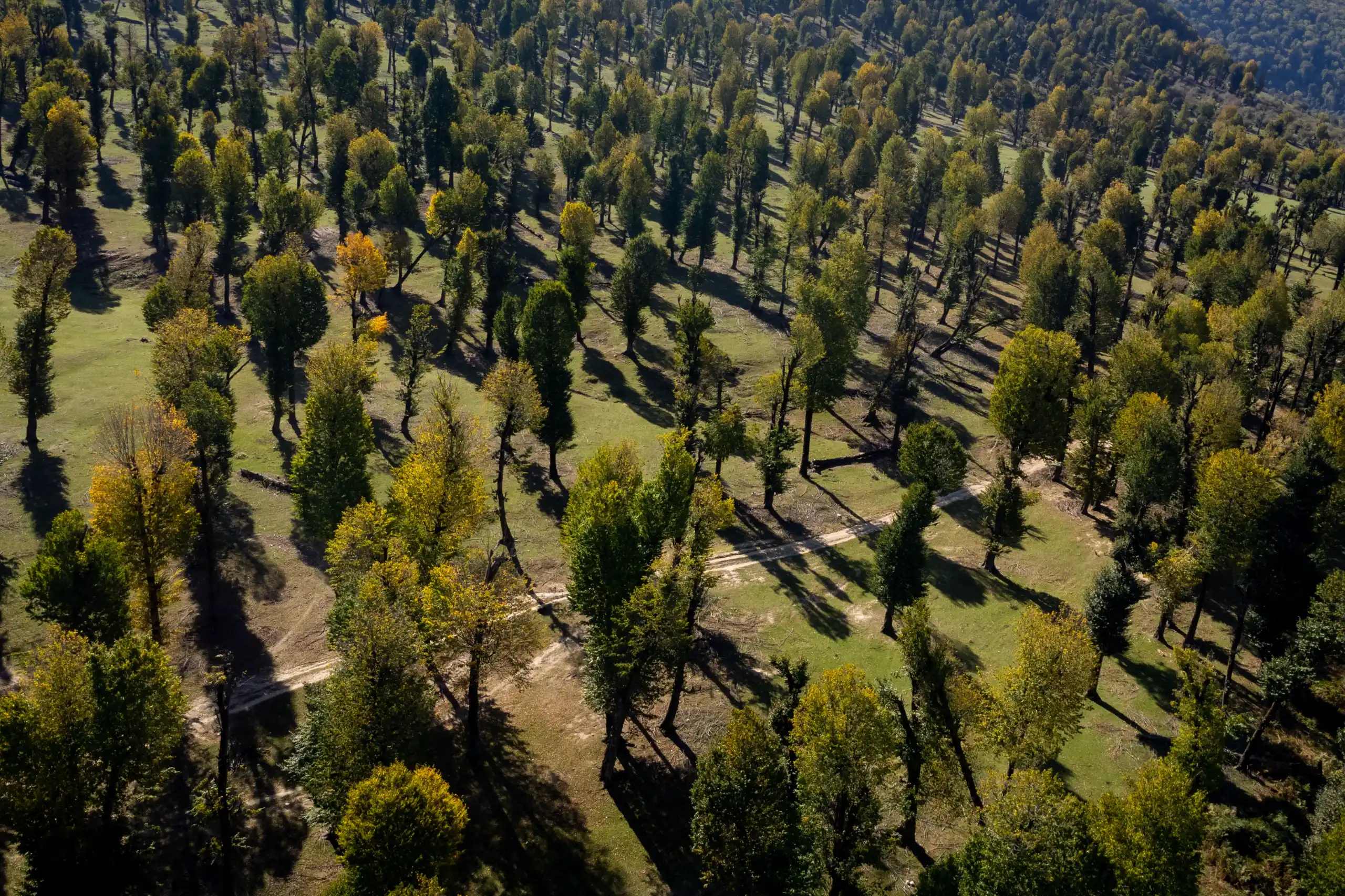 High-angle aerial view of a forested landscape with scattered trees and long shadows stretching across grassy ground in Markouh Plain, Golestan Province. Photograph by Mohammad Ataei.