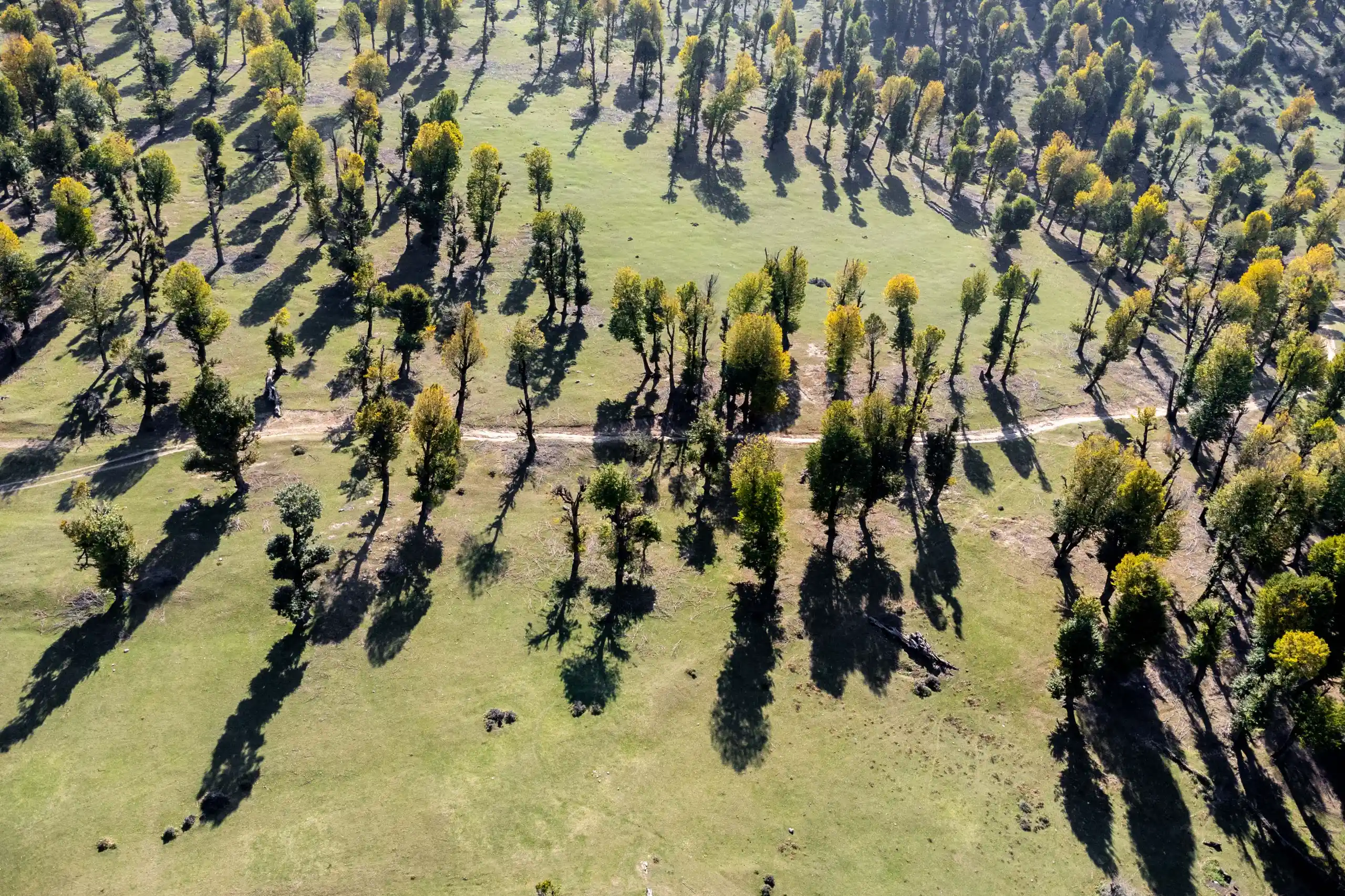 An aerial view from above shows a grassy pasture scattered with many trees casting distinct shadows, along with a winding path cutting through the landscape. Photograph by Mohammad Ataei.