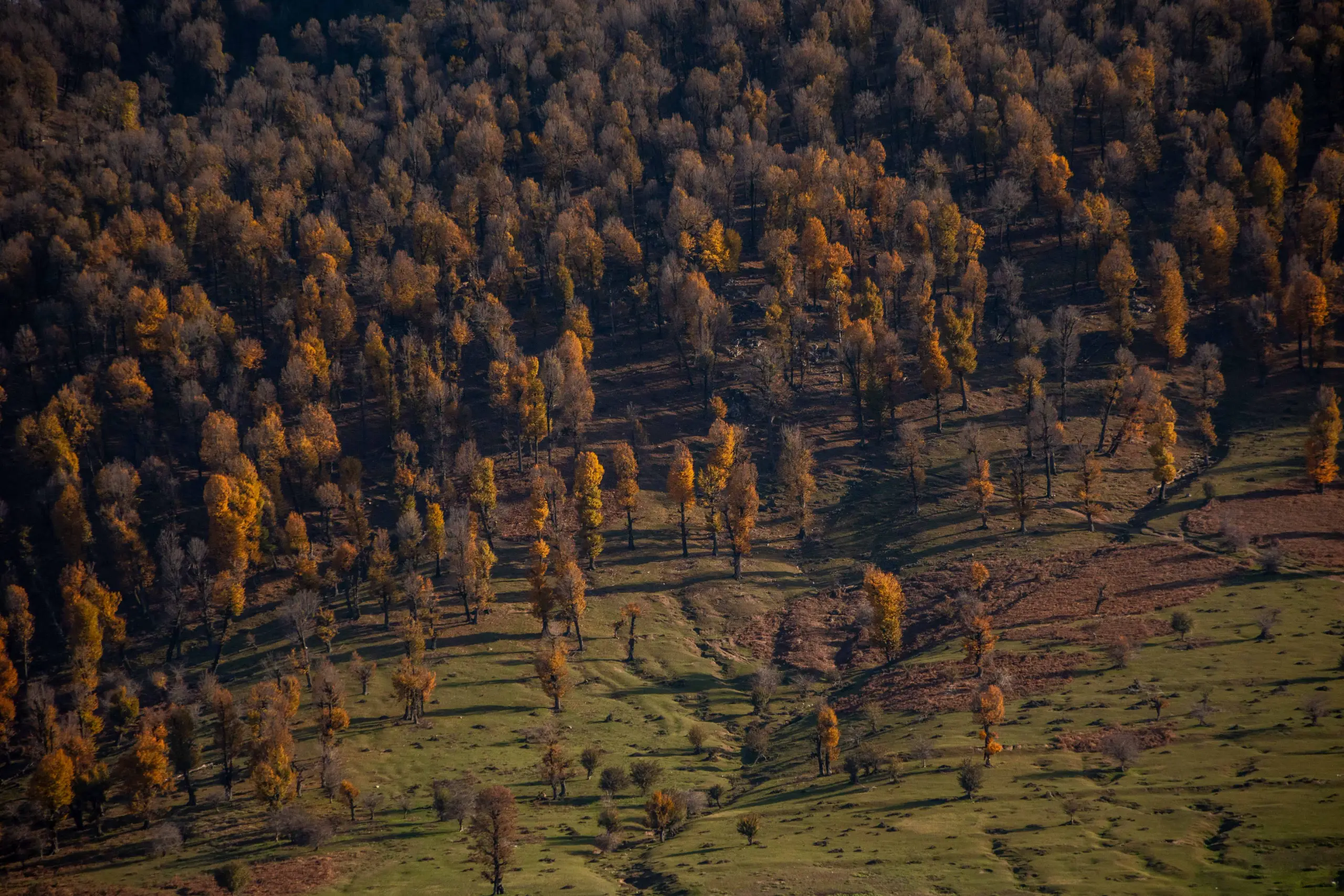 An aerial view of a dense forest with golden and orange autumn foliage scattered across rolling green hills in Markouh Plain, Iran. Photograph by Mohammad Ataei.