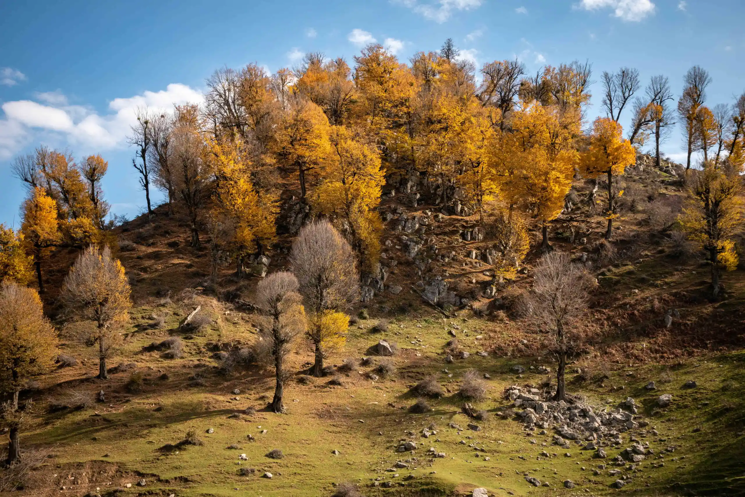 A wide shot of a sloping hillside dotted with golden autumn trees and scattered rocks under a blue sky, located in Markouh Plain, Golestan Province, Iran. Photograph by Mohammad Ataei.