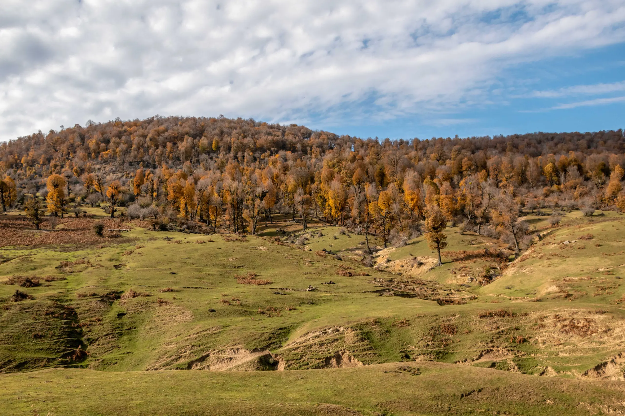A wide-angle landscape shot showing rolling green hills in the foreground leading up to a hillside dense with autumn-colored trees under a partly cloudy sky. Photograph by Mohammad Ataei.