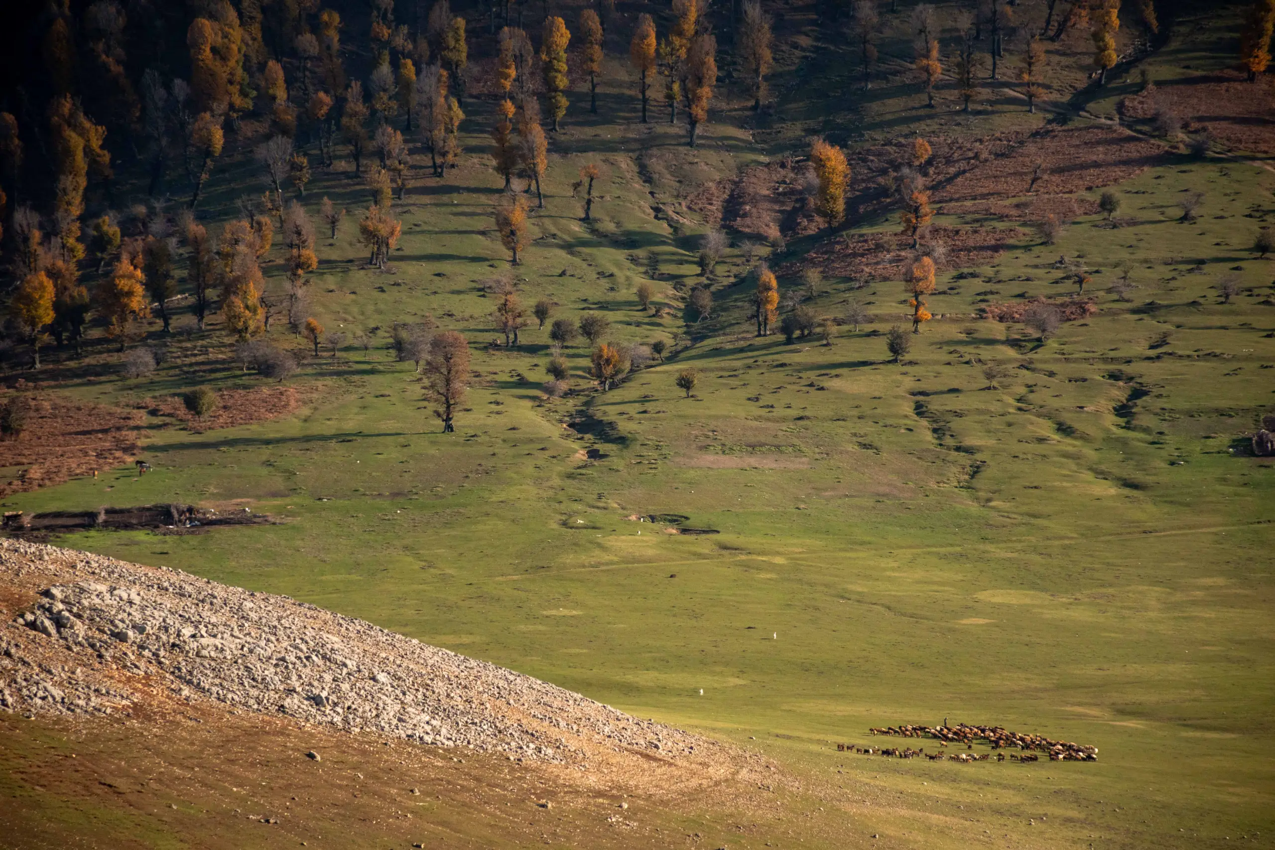High-angle view of the grassy, sloping Markouh Plain in Golestan Province, featuring scattered autumn trees with golden leaves and a distant herd of grazing livestock under natural light. Photograph by Mohammad Ataei.