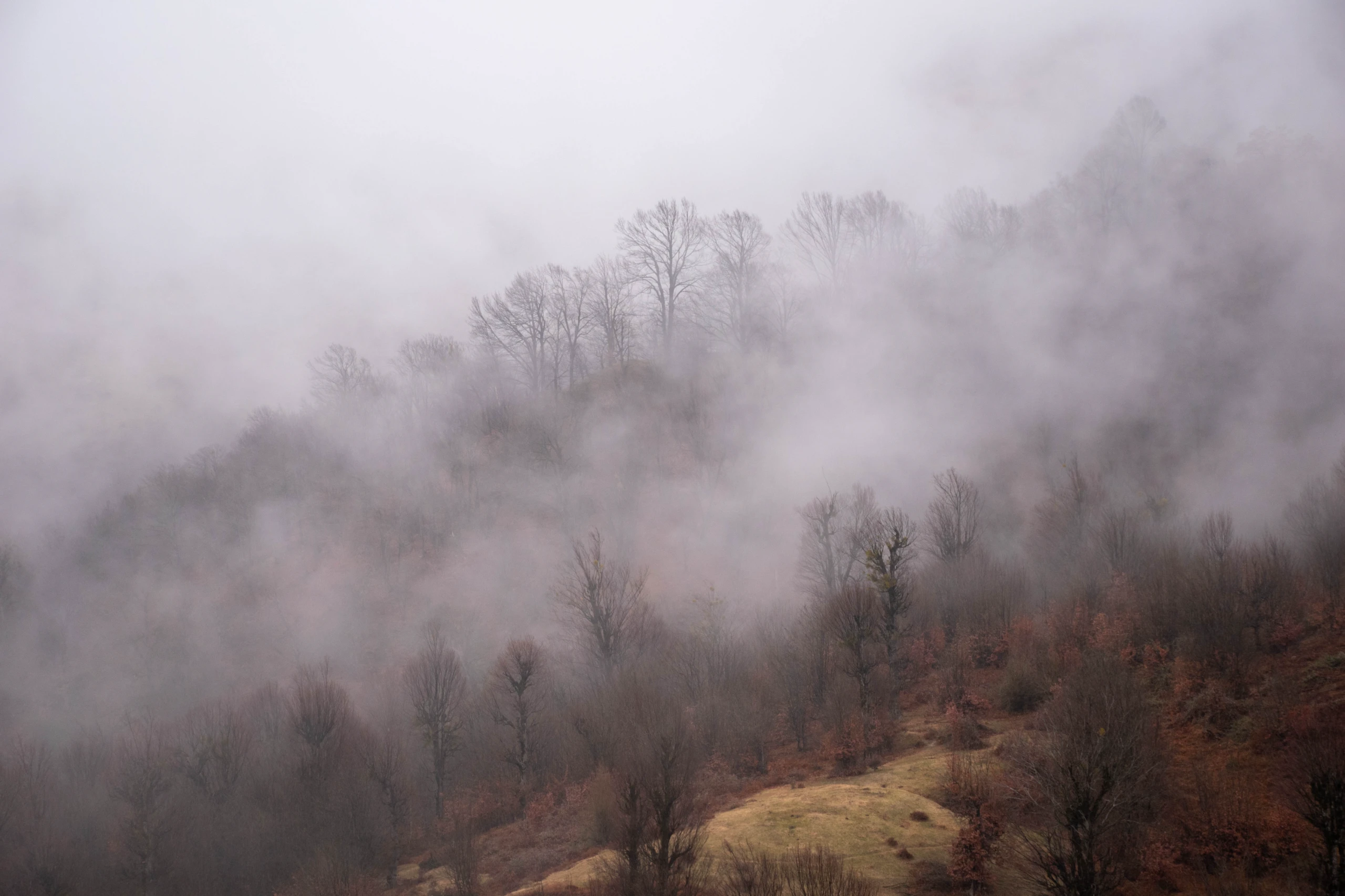 A misty forest on a hillside partially obscured by heavy fog in Markouh Plain, Golestan Province. Photograph by Mohammad Ataei.