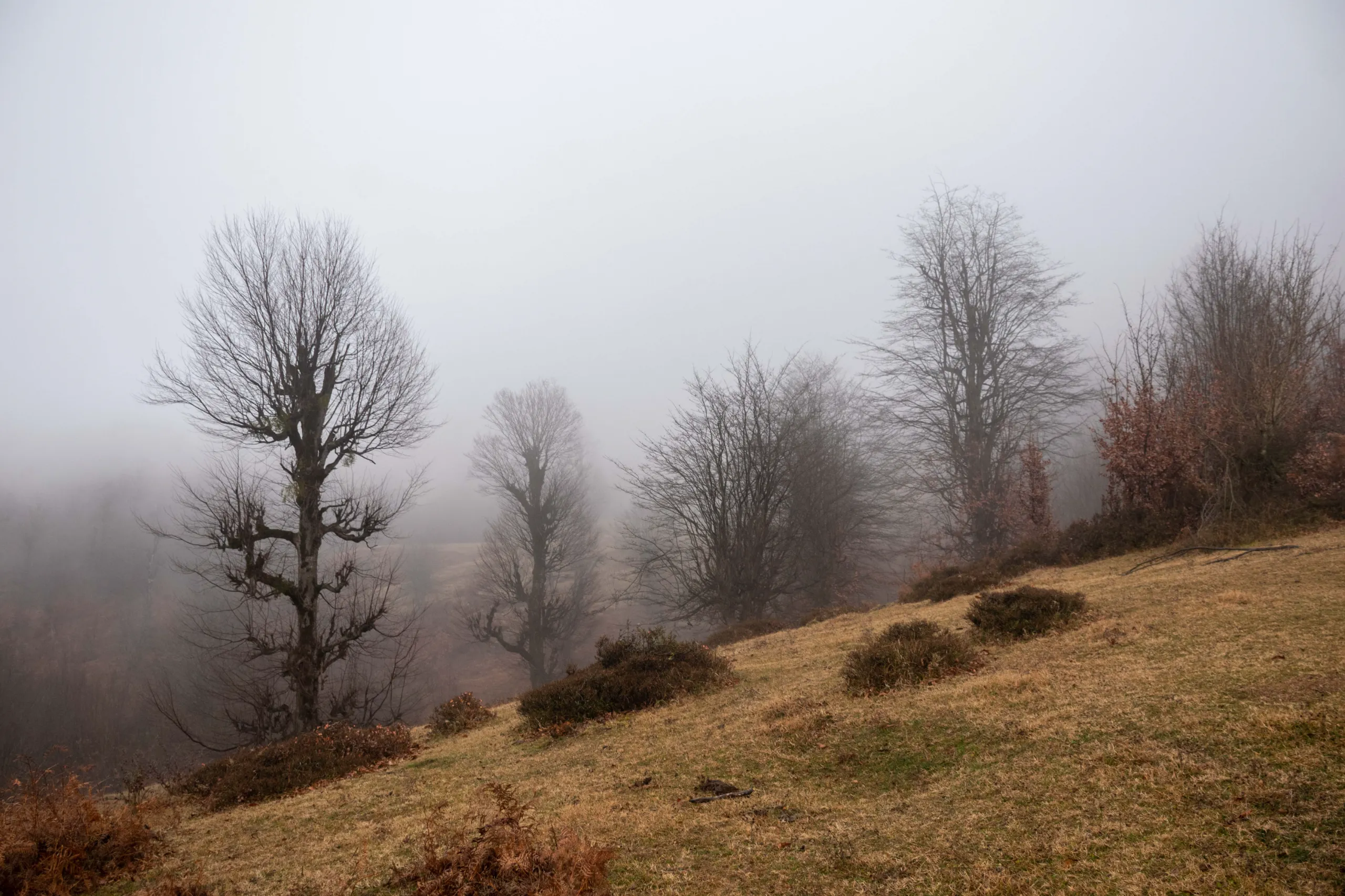 Bare trees stand on a grassy slope shrouded in thick autumn fog in Markouh Plain, Iran. Photograph by Mohammad Ataei.