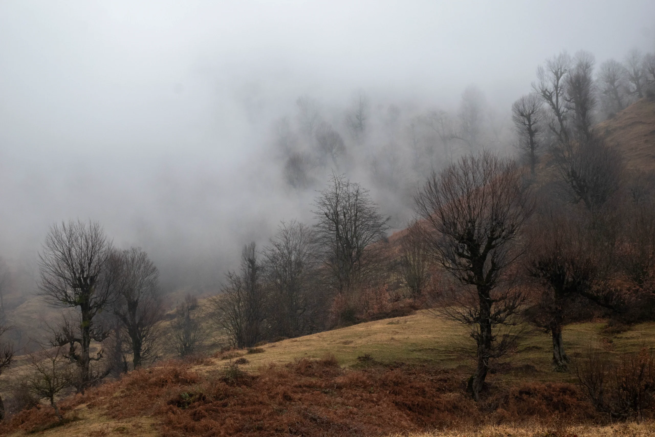 A misty, sloping landscape with bare trees emerging through a dense blanket of fog in northern Iran. Photograph by Mohammad Ataei.