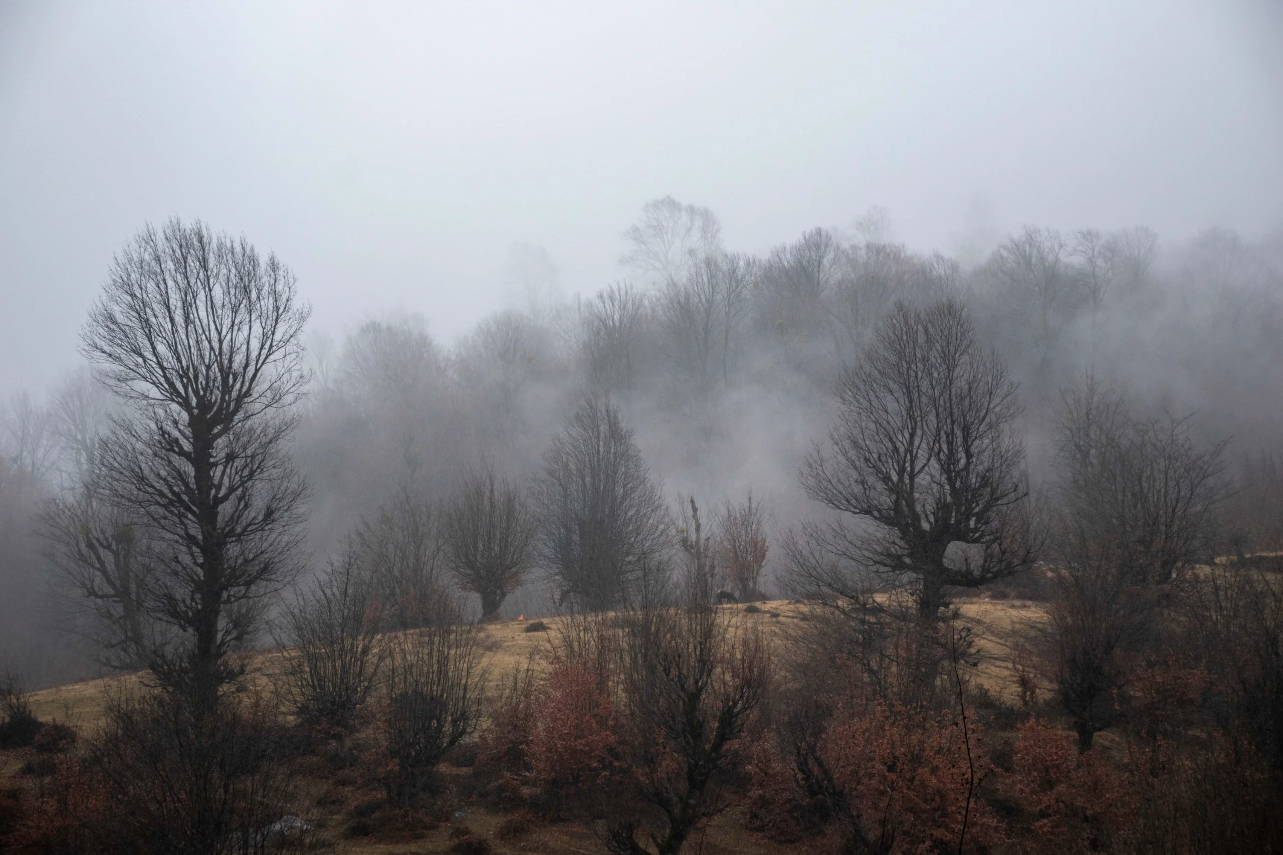A landscape view of bare trees rising through a dense layer of fog covering a hilly meadow in northern Iran during autumn. Photograph by Mohammad Ataei.