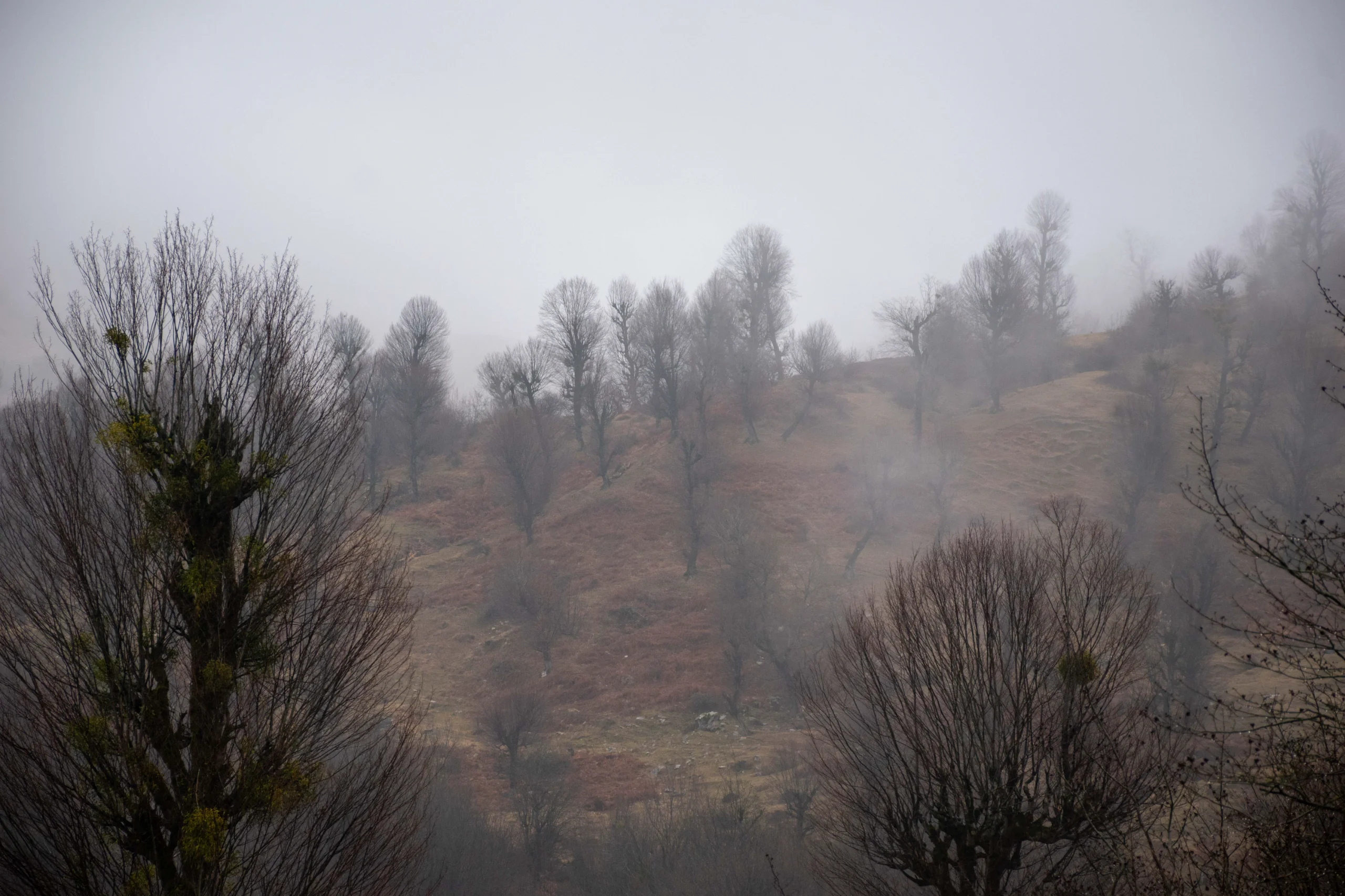 A landscape view of bare trees scattered across a misty, fog-covered hillside during winter. Photograph by Mohammad Ataei.