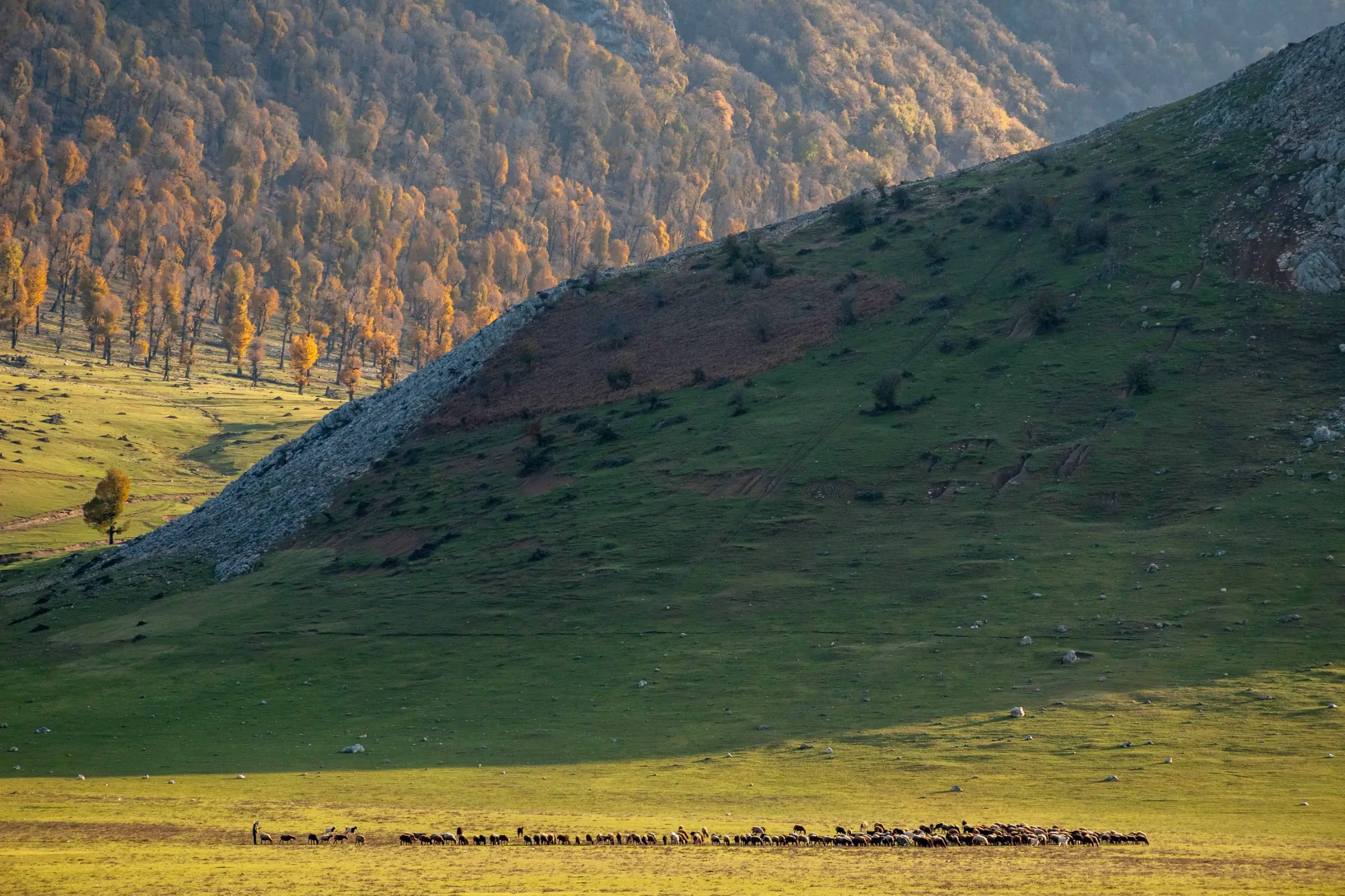 A wide landscape shot of a flock of sheep grazing in a vast green and golden pasture at the foot of rolling hills and autumn forests in Markouh Plain, Iran. Photograph by Mohammad Ataei.