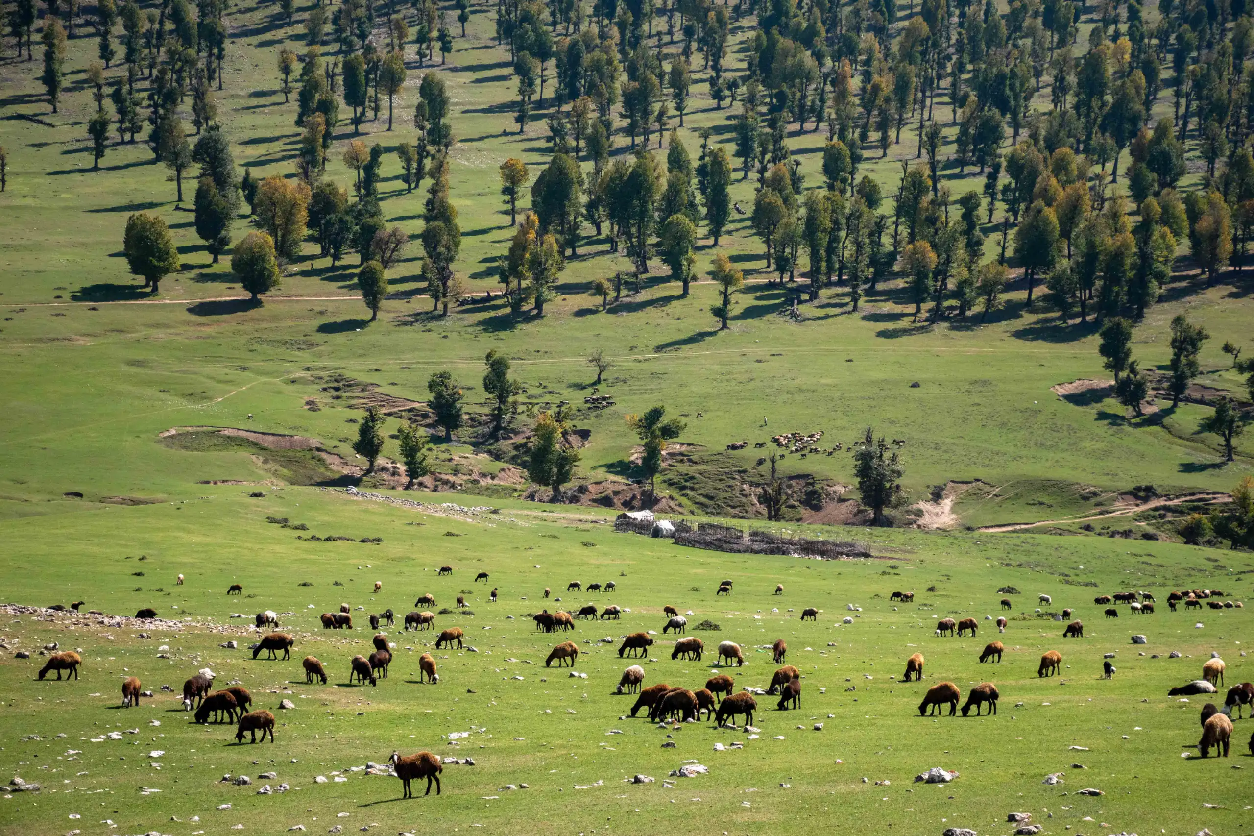 High-angle view of a large flock of sheep grazing on a vast green meadow with scattered trees dotting the rolling hills in the background. Photograph by Mohammad Ataei.