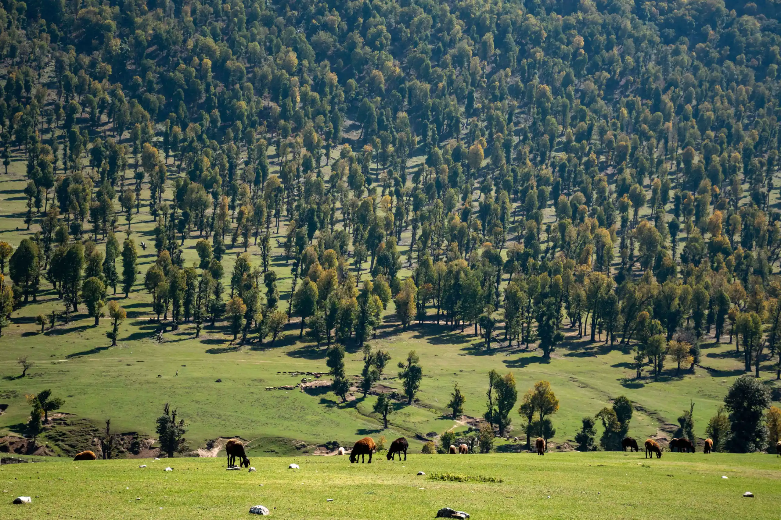 A wide-angle landscape photograph showing a green hillside covered with scattered trees in Markouh Plain, Golestan Province, with several livestock grazing in the foreground under natural daylight. Photograph by Mohammad Ataei.