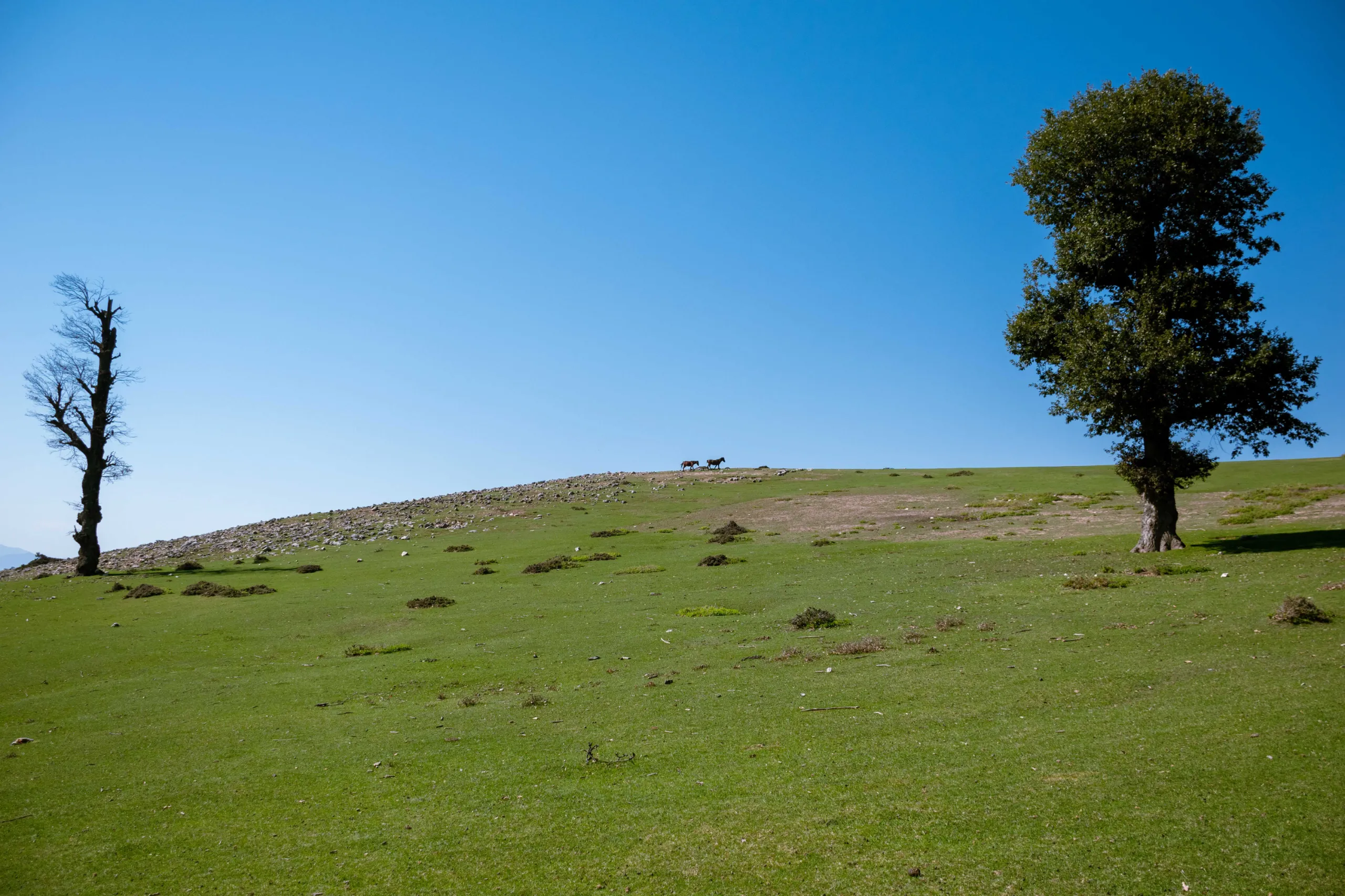 A wide-angle landscape shot of the green Markouh Plain in Golestan Province, showing vibrant grass, scattered trees, and a clear blue sky. Photograph by Mohammad Ataei.