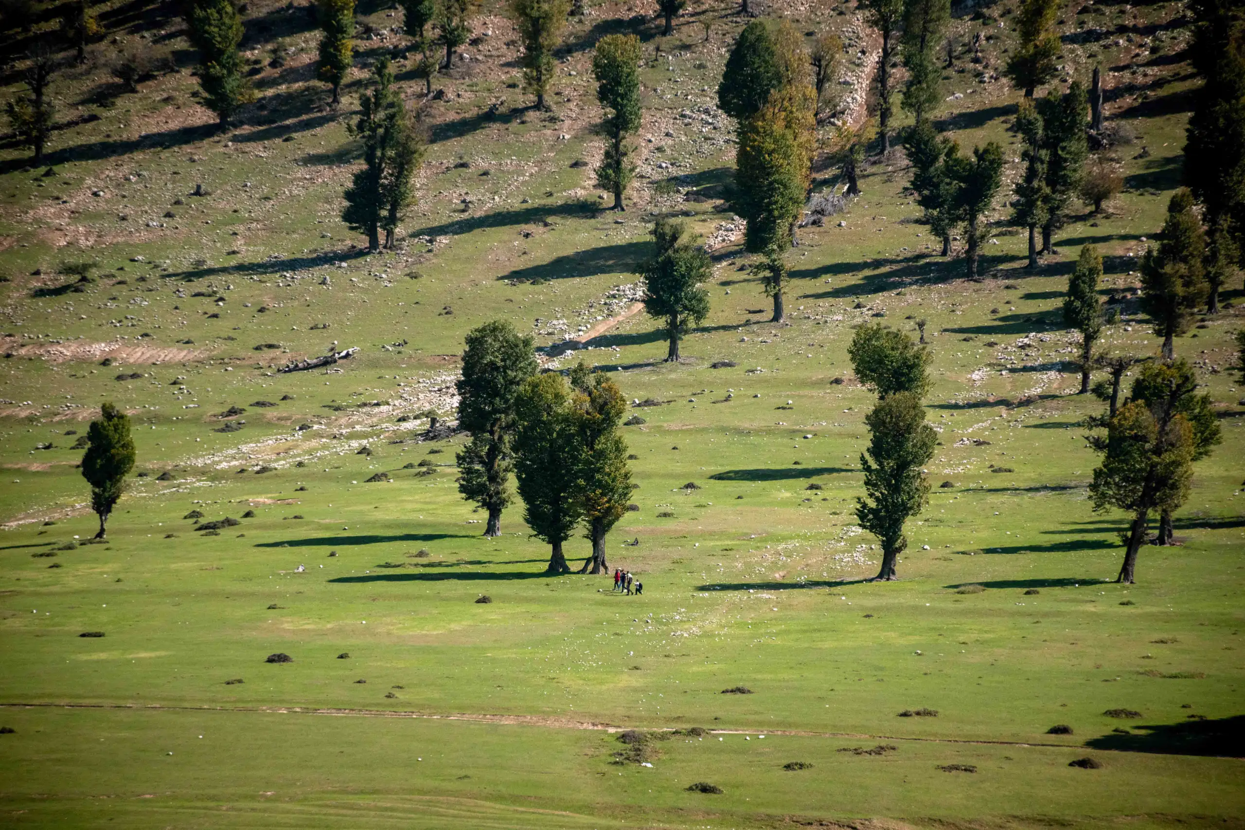 High-angle view of a vast green grassland sloping upward with scattered tall trees casting long shadows under daylight in Markouh Plain, northern Iran. Photograph by Mohammad Ataei.