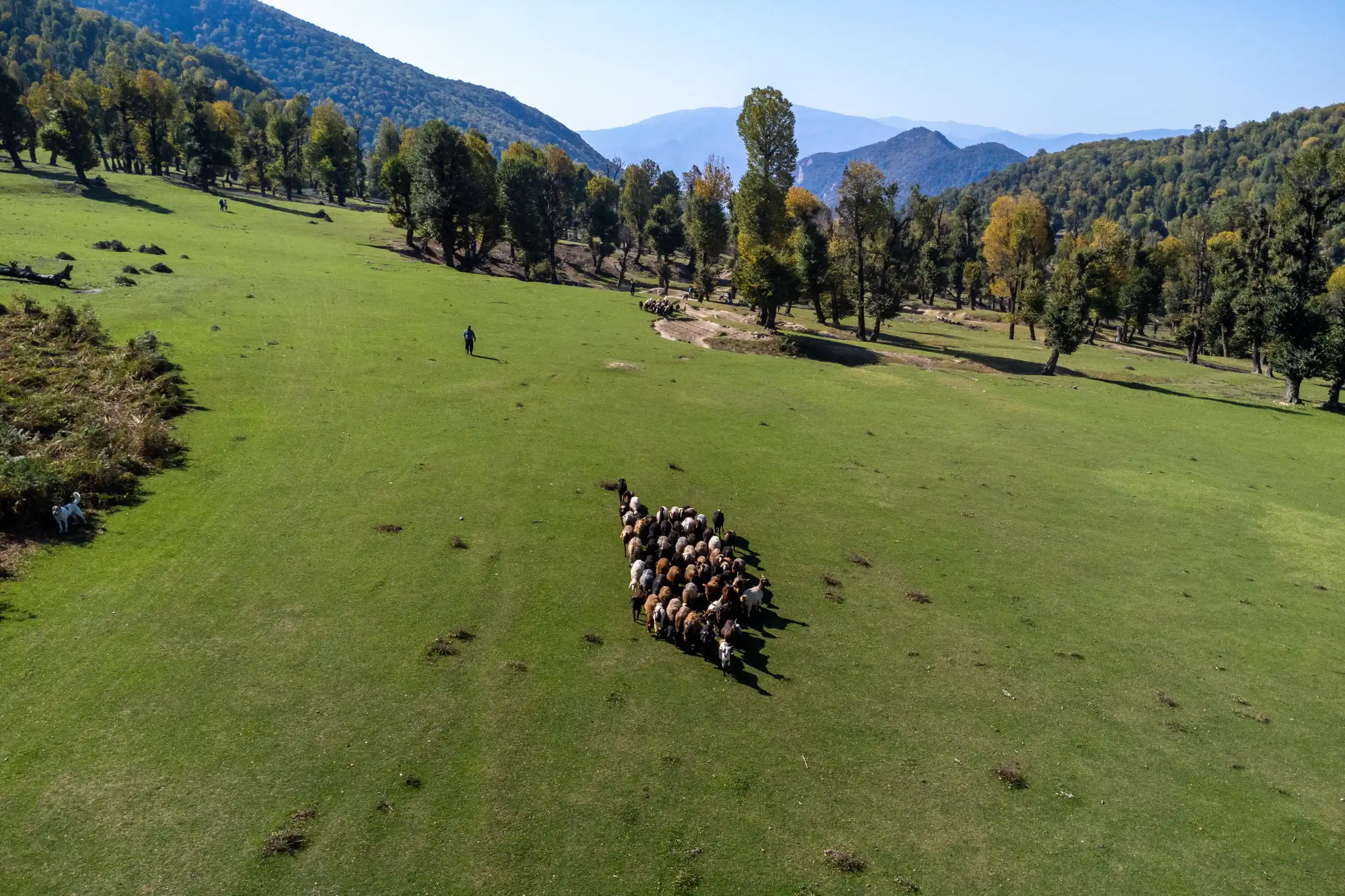 An aerial view shows a herd of livestock grazing on a vast green meadow bordered by forests and mountains under a clear sky. Photograph by Mohammad Ataei.