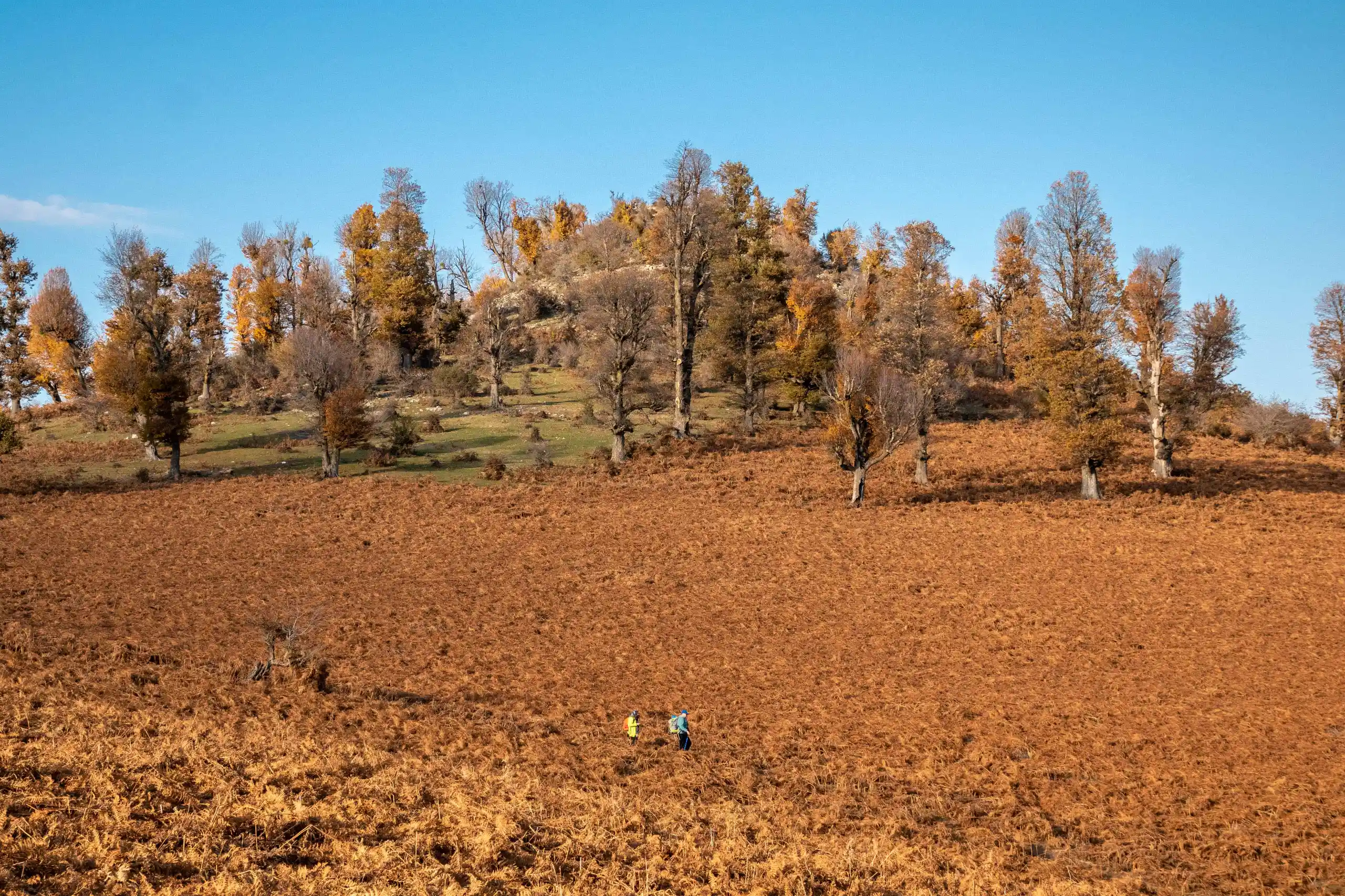 A wide-angle landscape photograph of two small hikers walking through a vast copper and gold colored terrain of Markouh Plain, dotted with scattered autumn trees under a clear blue sky. Photograph by Mohammad Ataei.