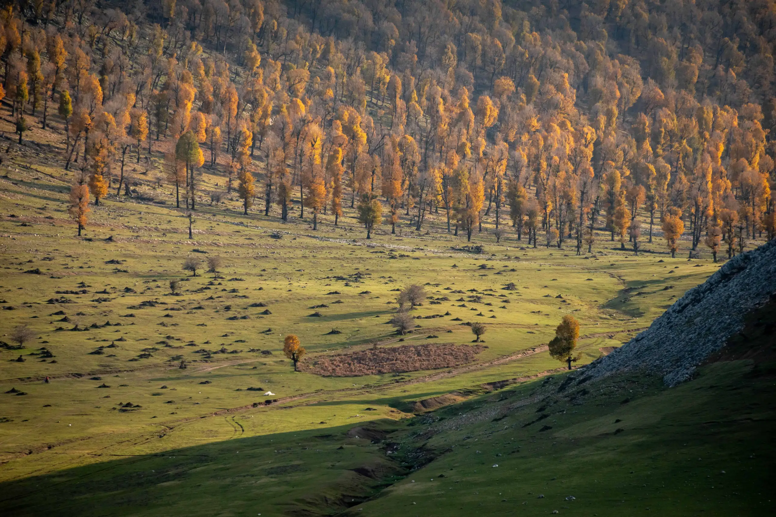 High-angle long shot of Markou Plain with golden autumn trees covering the sloping hills under soft daylight. Photograph by Mohammad Ataei.