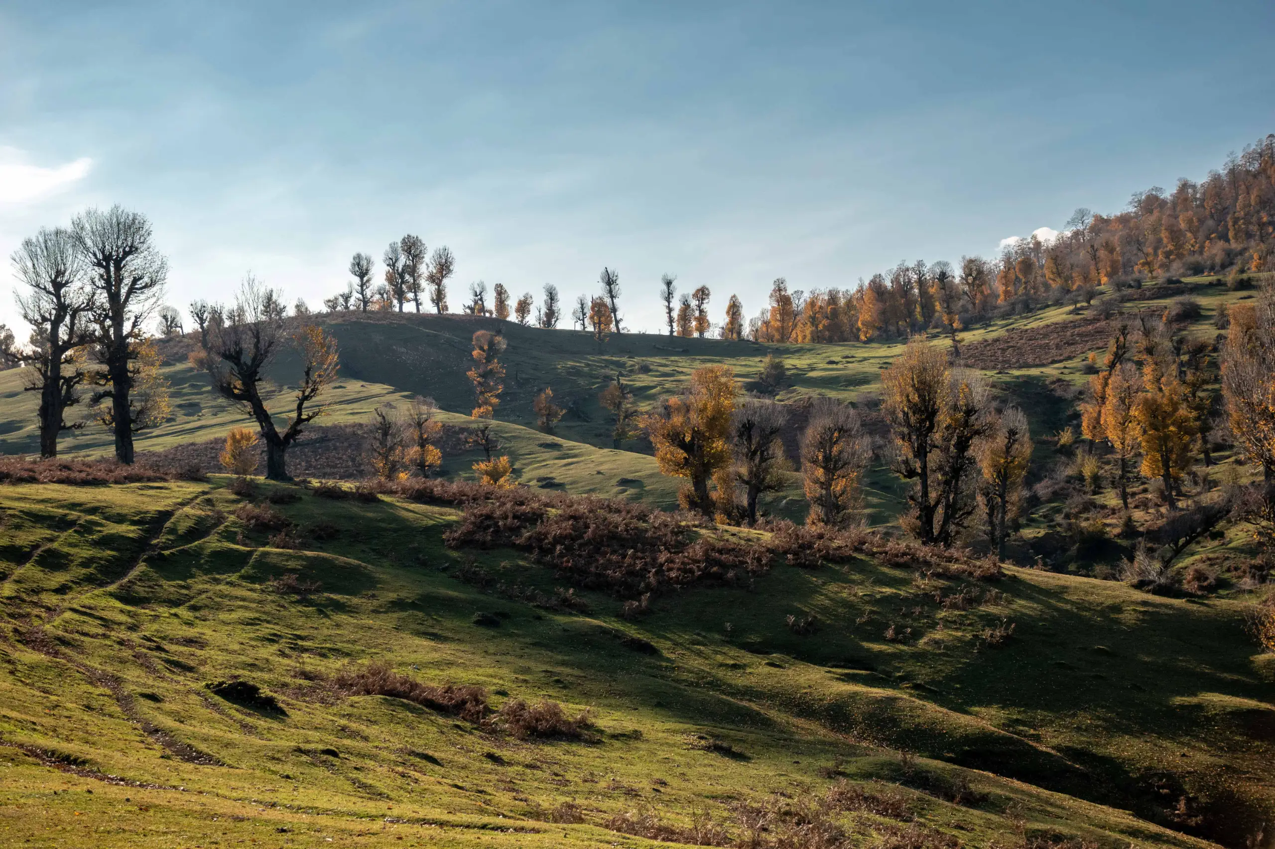 A wide-angle landscape photograph of the rolling green hills of Markouh Plain in Golestan Province during autumn, dotted with scattered trees under a blue sky. Photograph by Mohammad Ataei.