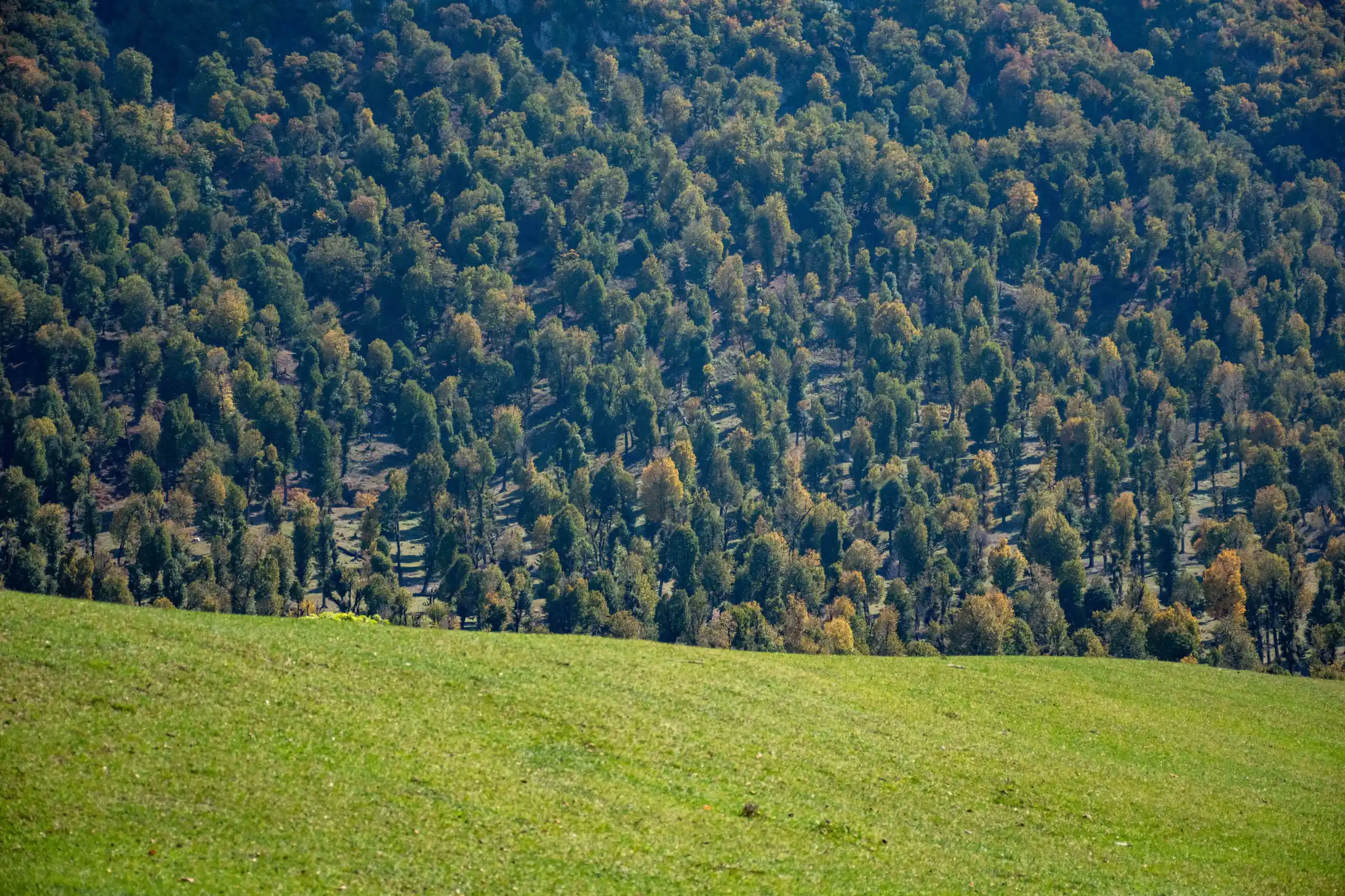 A wide-angle landscape shot shows a sloping green meadow in the foreground with a dense, textured forest covering the hillside in autumn. Photograph by Mohammad Ataei.