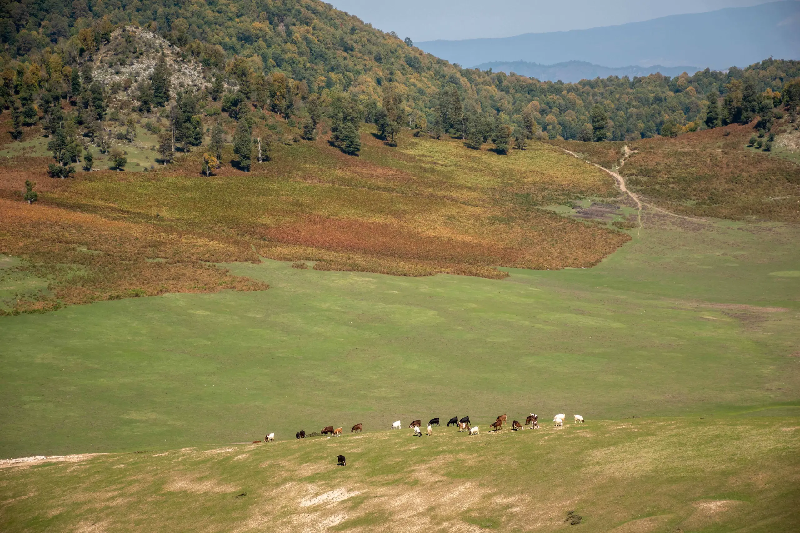 A wide-angle landscape shot of a green and brownish plain with a herd of cattle grazing in the foreground, backed by tree-covered rolling hills under a clear sky in autumn. Photograph by Mohammad Ataei.