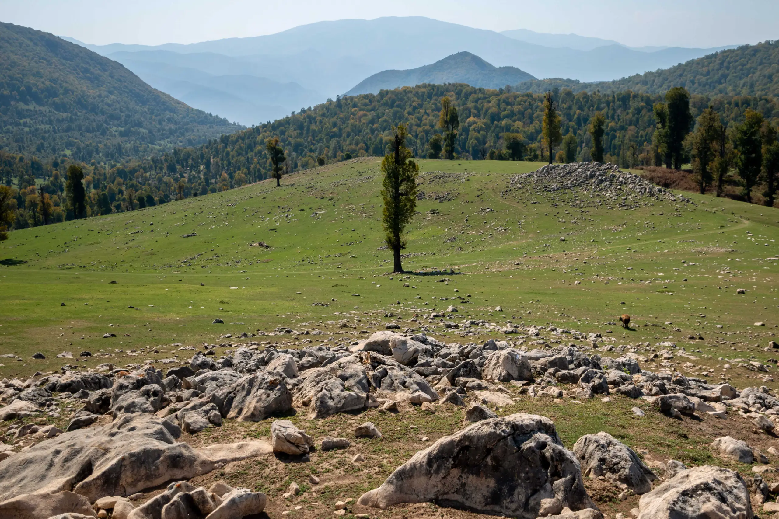 A wide-angle landscape photograph of Markouh Plain in Golestan, featuring a rocky foreground, rolling green meadows with scattered trees, and hazy mountains under a clear sky. Photograph by Mohammad Ataei.