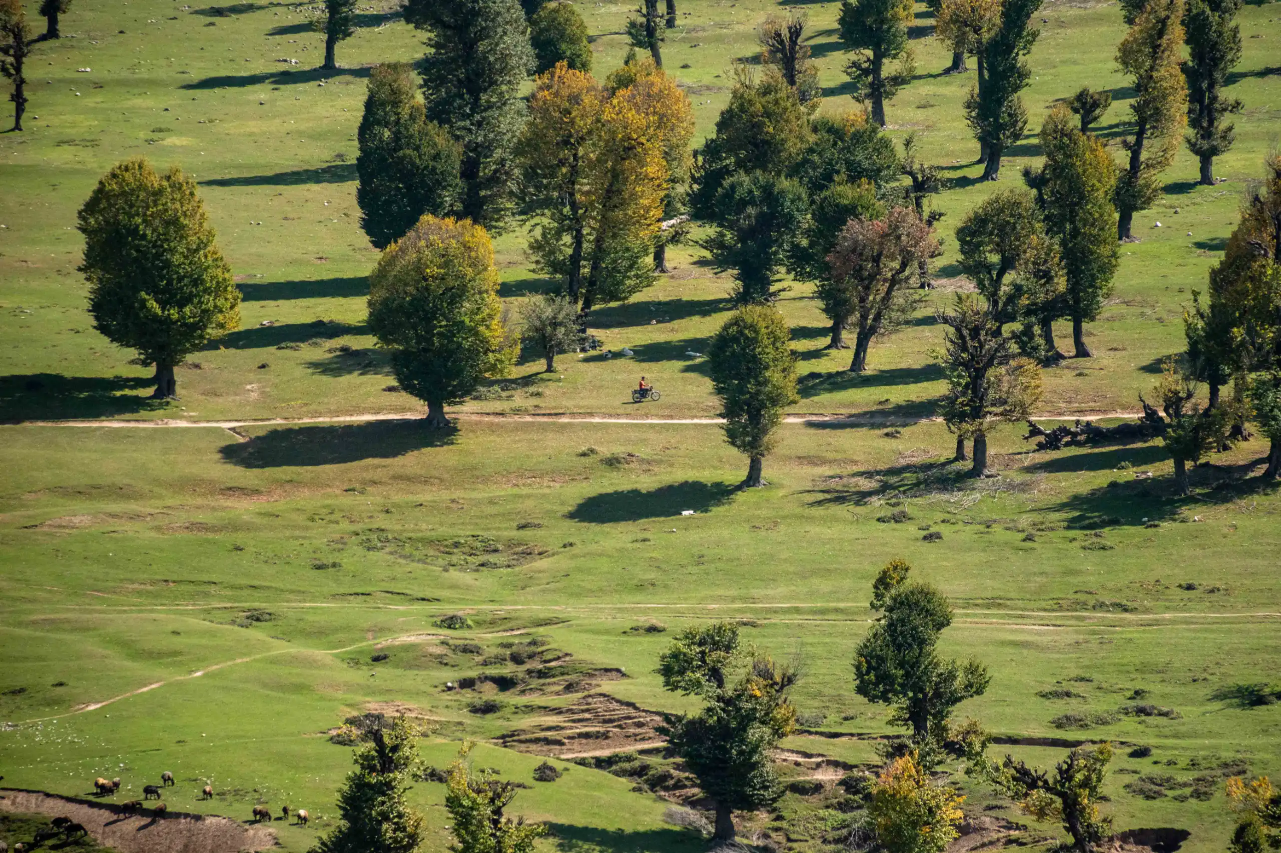 An aerial shot of a vast green grassland dotted with scattered trees and a dirt path crossing the landscape under daylight. Photograph by Mohammad Ataei.