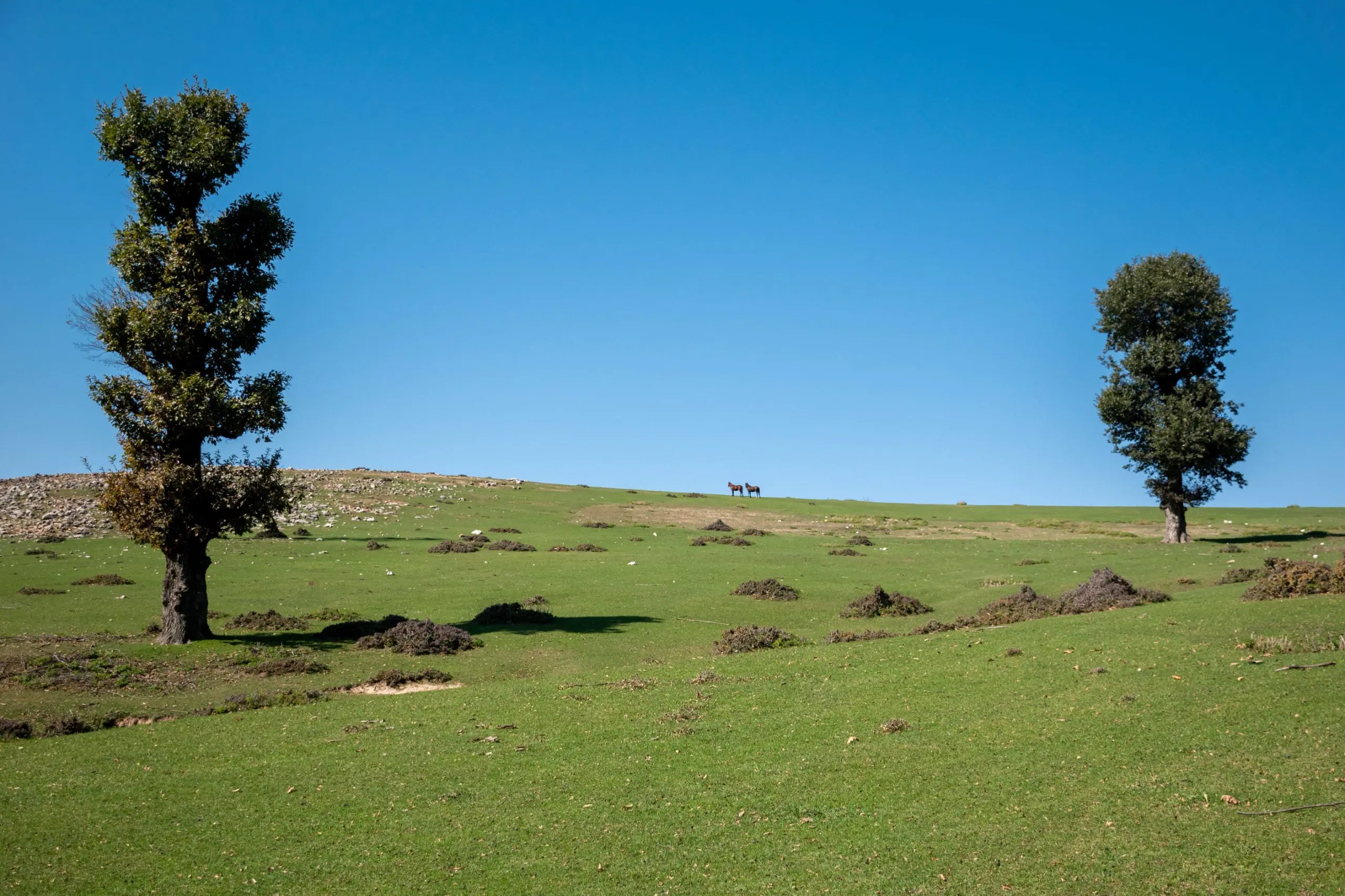A wide shot of a green meadow in Markouh Plain under a clear blue sky, with two solitary trees and distant horses on the horizon. Photograph by Mohammad Ataei.