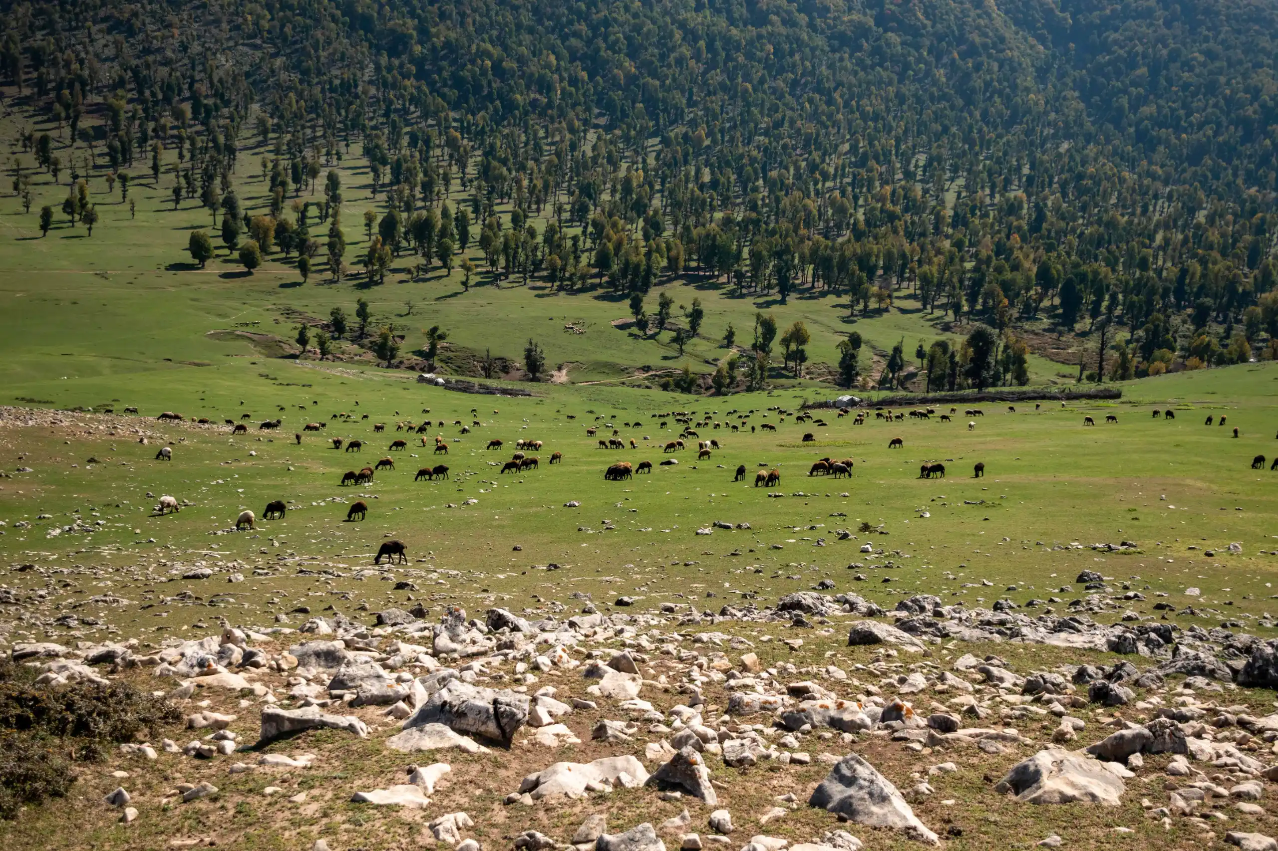 A high-angle view of a vast green pasture in Markouh Plain, Golestan, with scattered rocks in the foreground and a large herd of grazing animals roaming toward distant forested hills under bright daylight. Photograph by Mohammad Ataei.