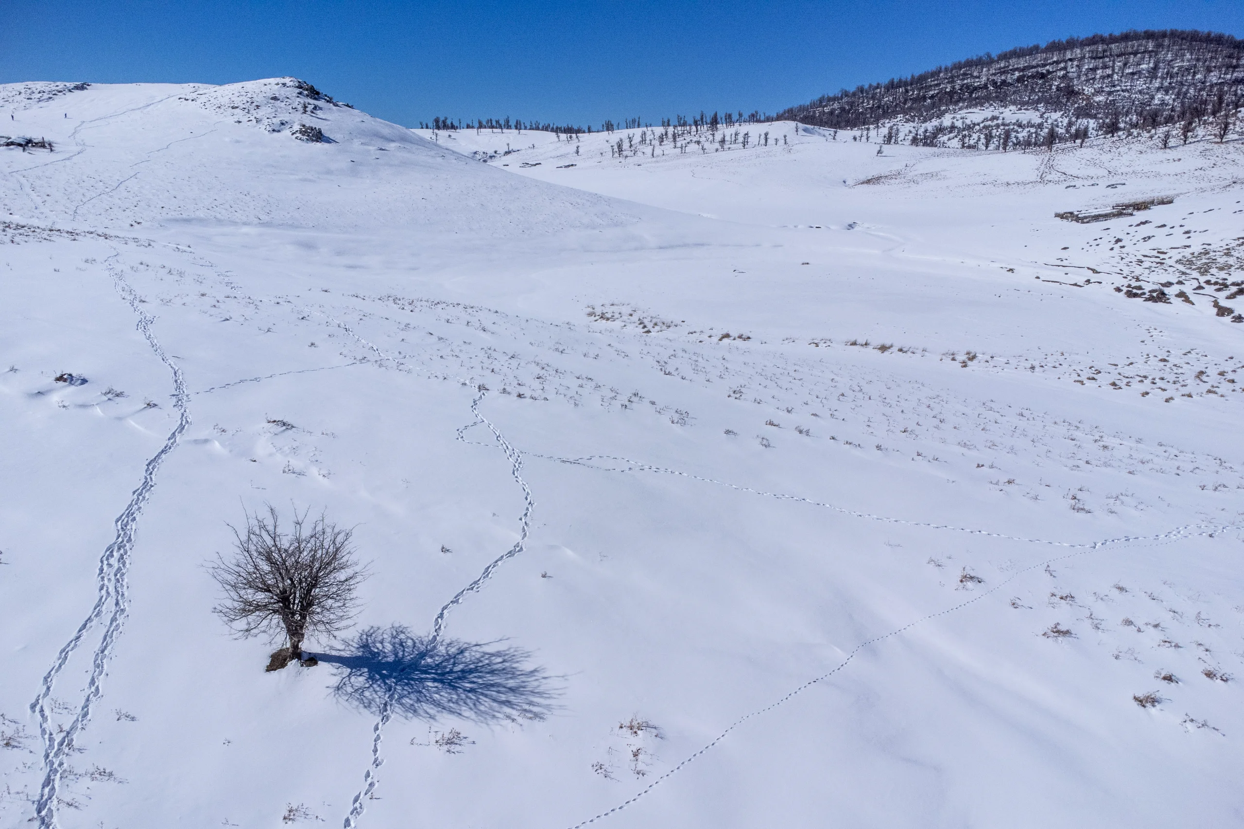 A vast snow-covered landscape of Markouh Plain in Minoodasht with a single bare tree and footprints under a clear blue sky. Photograph by Mohammad Ataei.