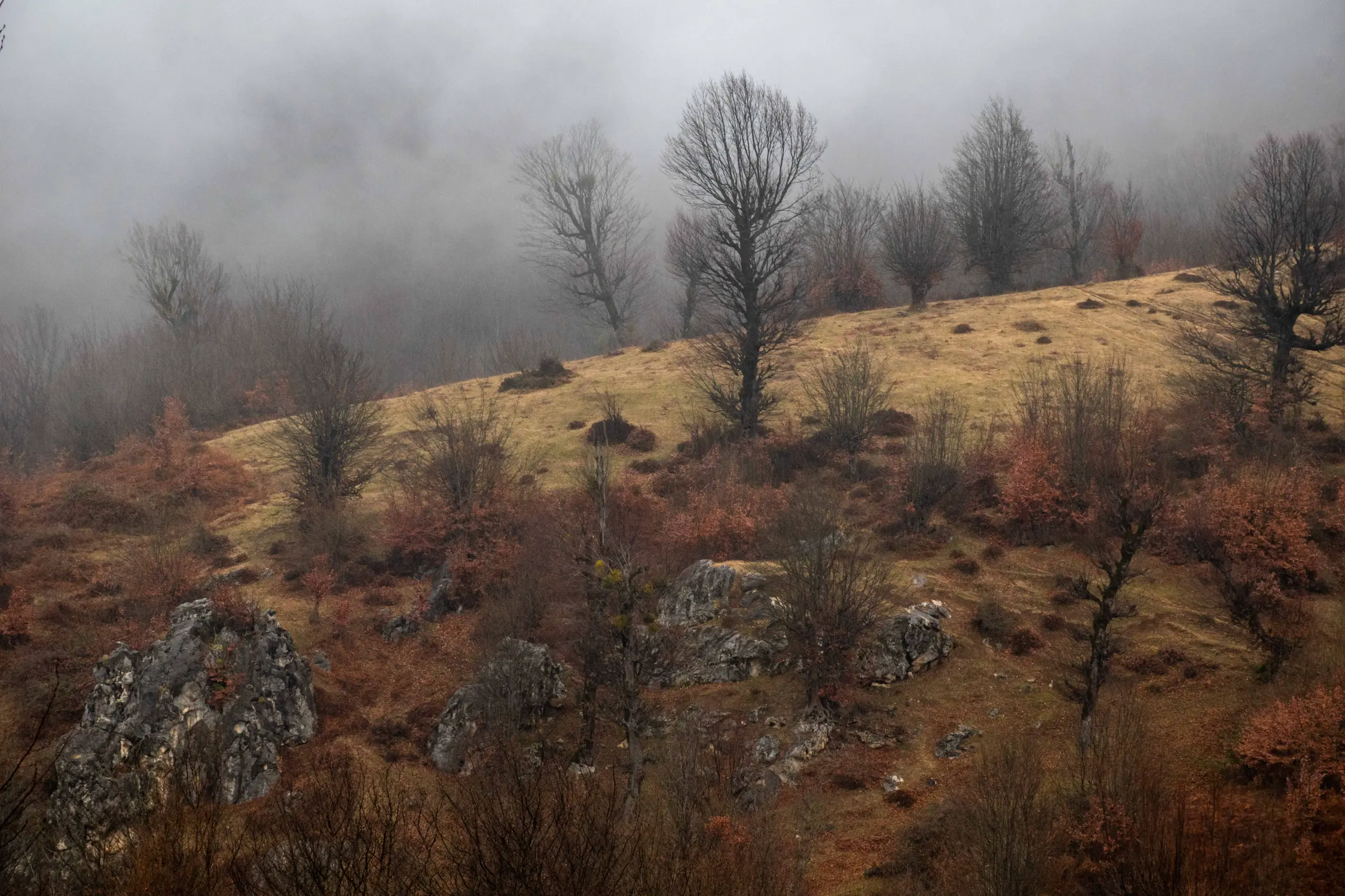 A misty, overcast autumn landscape showing a sloping hillside with bare trees, exposed rocks, and fog rolling over the terrain in Markouh Plain, Golestan Province. Photograph by Mohammad Ataei.