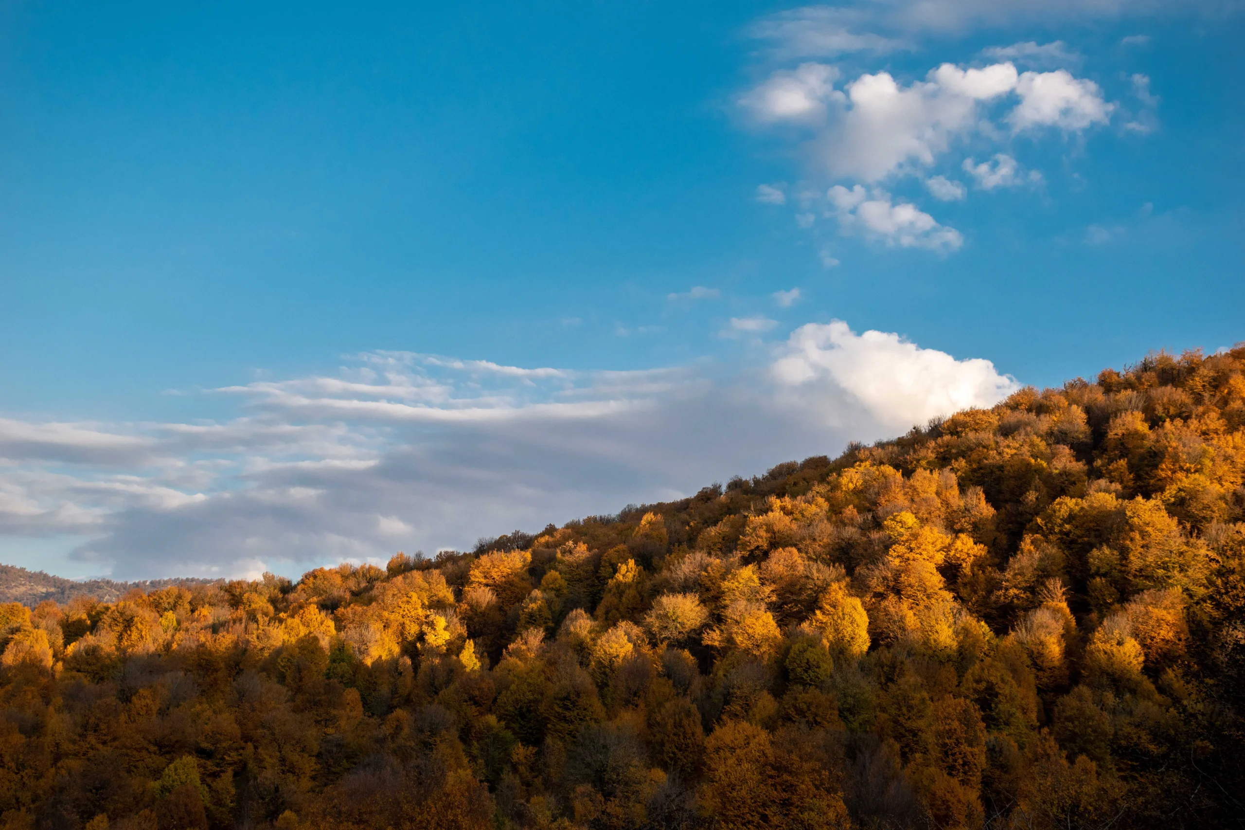 A wide-angle landscape shot of a rolling hillside forest with vibrant autumn foliage in shades of orange and gold, set against a bright blue sky with soft white clouds. Photograph by Mohammad Ataei.