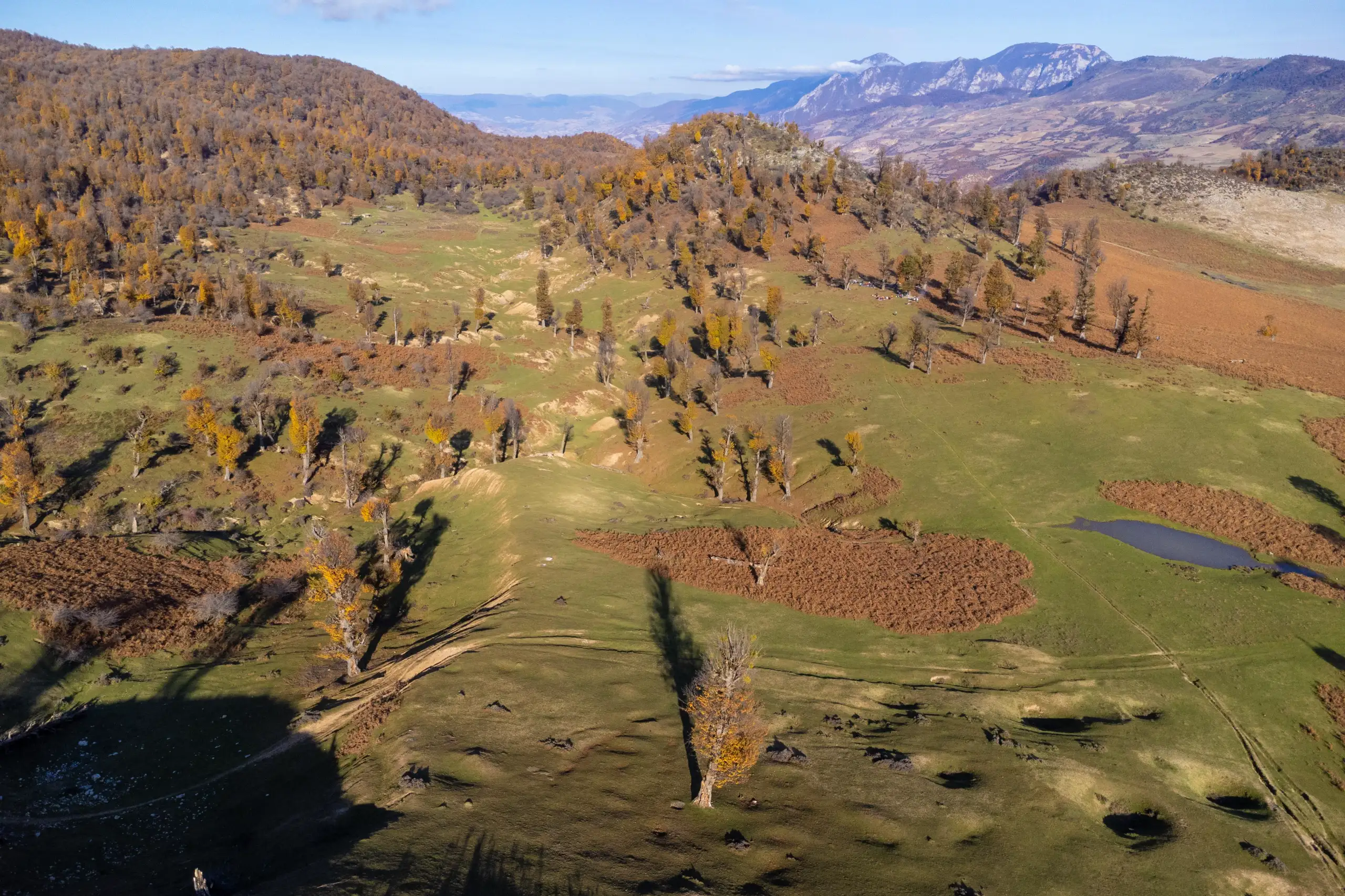 An aerial view of rolling green and golden hills dotted with scattered trees and autumn foliage under a clear sky. Photograph by Mohammad Ataei.