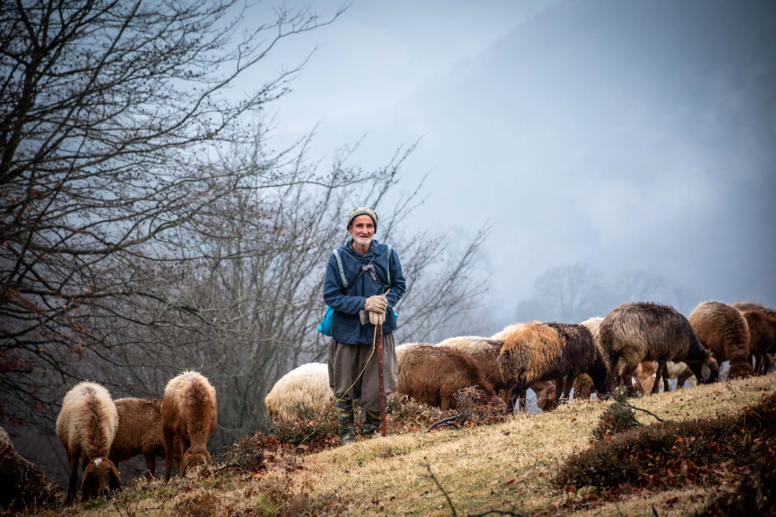 An elderly shepherd with a wooden staff stands amidst grazing sheep in a misty autumn landscape in Markouh Plain, Iran. Photograph by Mohammad Ataei.