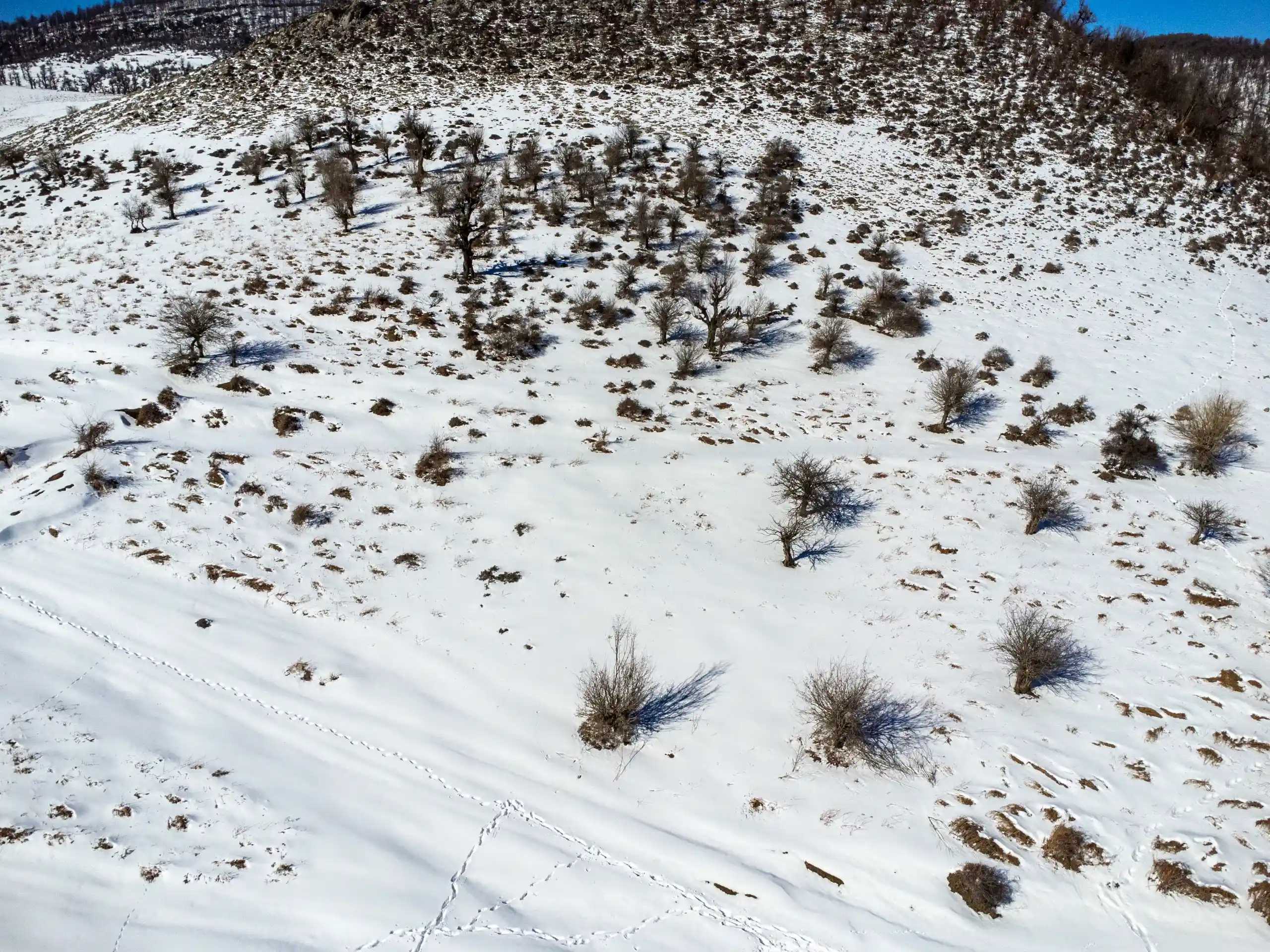 High-angle aerial view of a snow-covered mountainous plain dotted with sparse bare trees and footprints stretching across the white landscape under bright daylight. Photograph by Mohammad Ataei.
