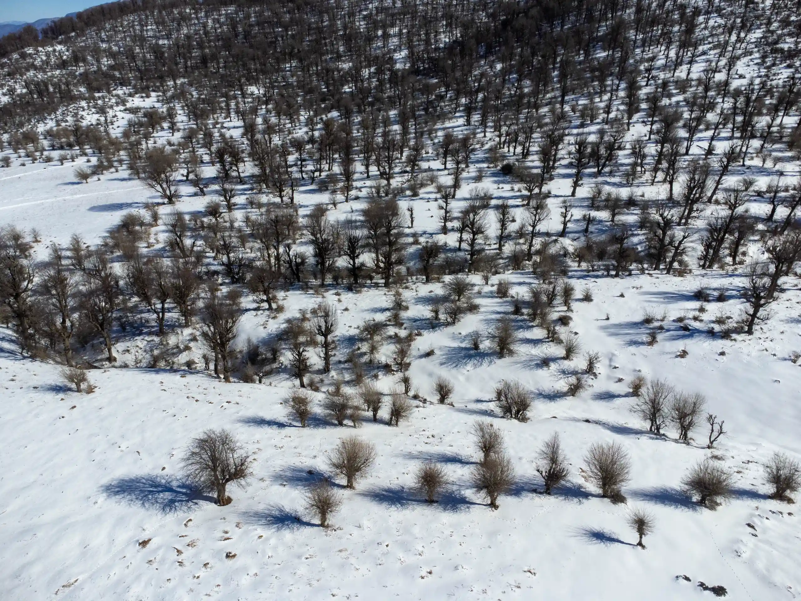 An aerial view of a snowy forest on the Markouh Plain in Golestan Province, with bare trees casting long shadows on the white snow. Photograph by Mohammad Ataei.
