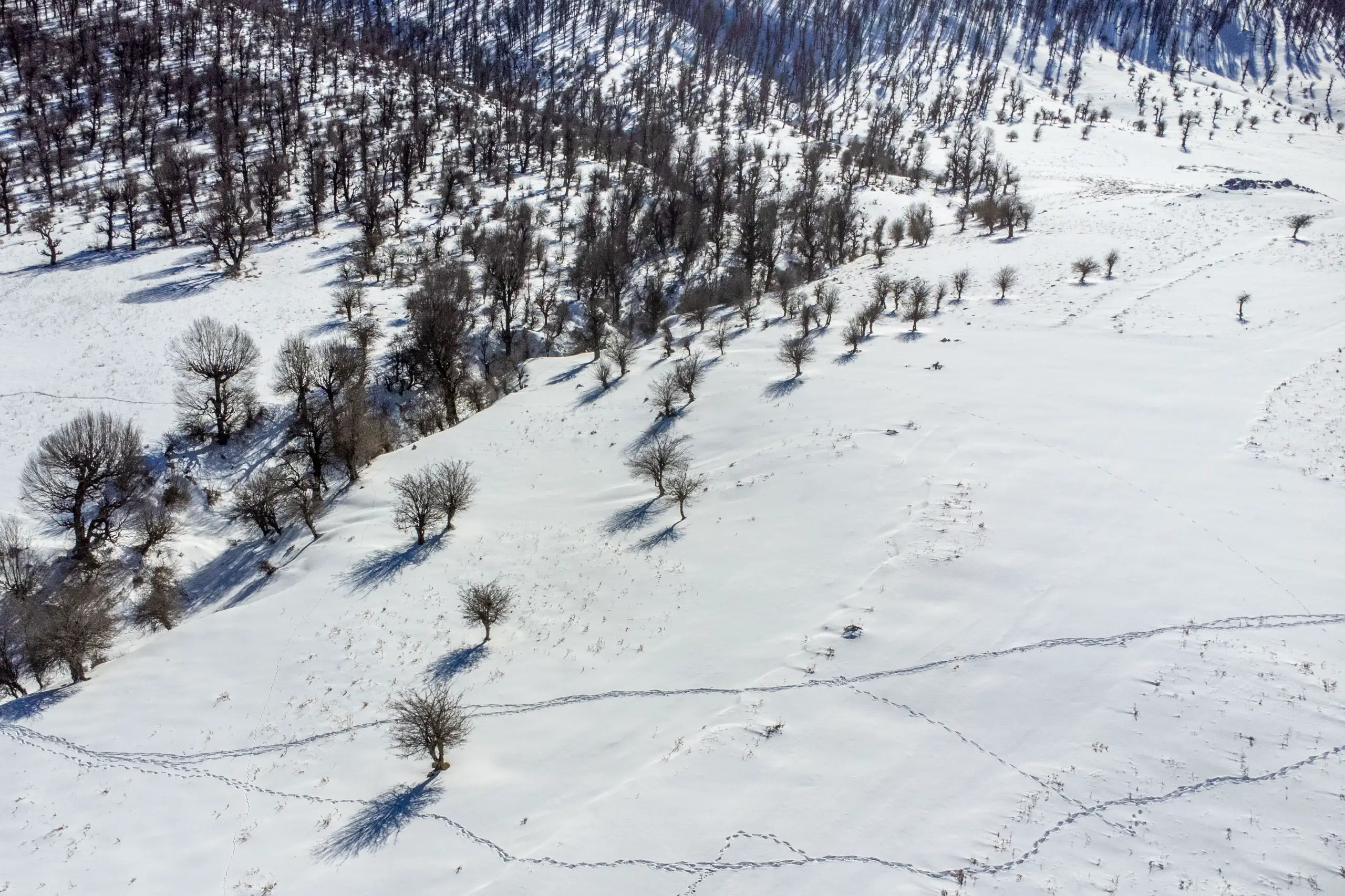 An aerial view of the snow-covered Markouh Plain in Golestan Province, featuring scattered bare trees and footsteps on the snow under bright daylight. Photograph by Mohammad Ataei.