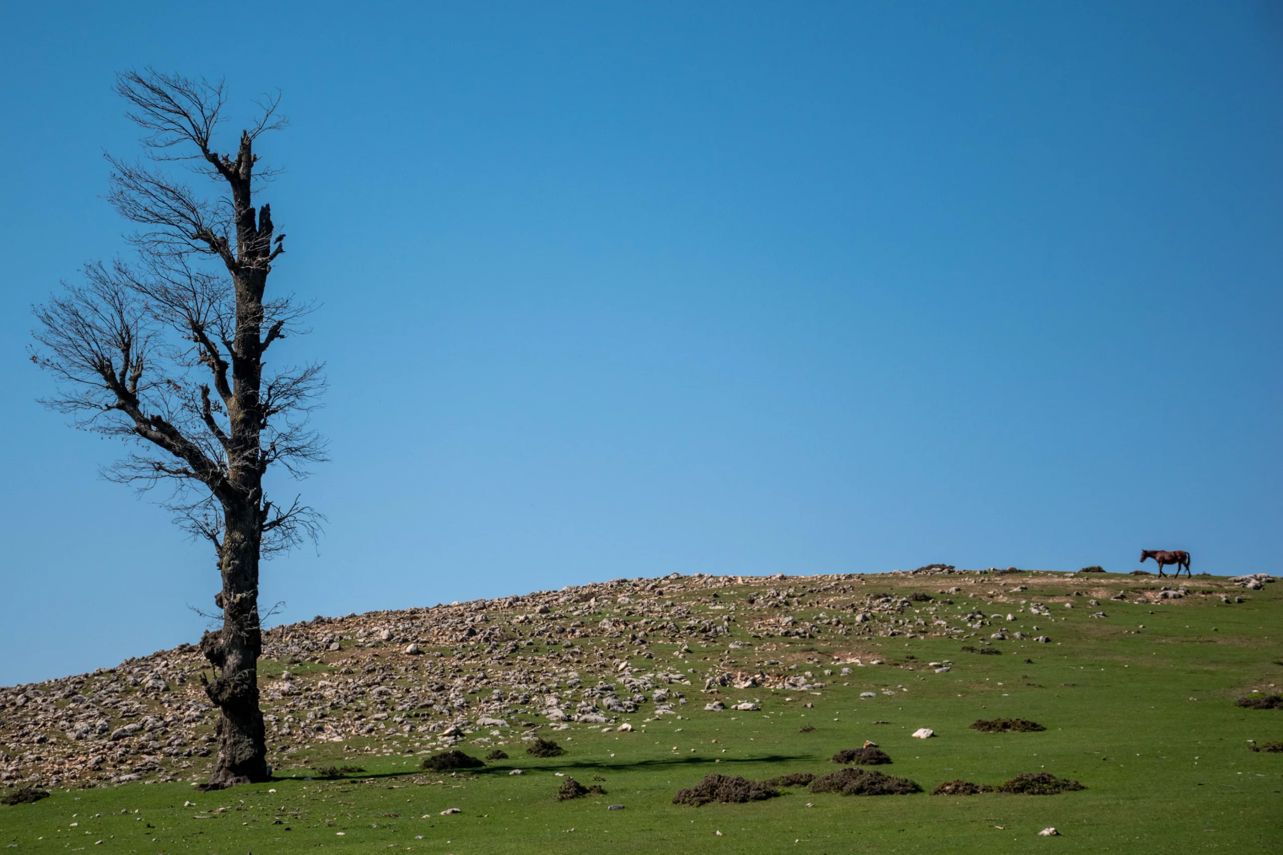 A tall bare tree stands on a green, rocky hillside against a clear blue sky, with a single horse visible in the distance on the Markouh Plain, Golestan Province. Photograph by Mohammad Ataei.