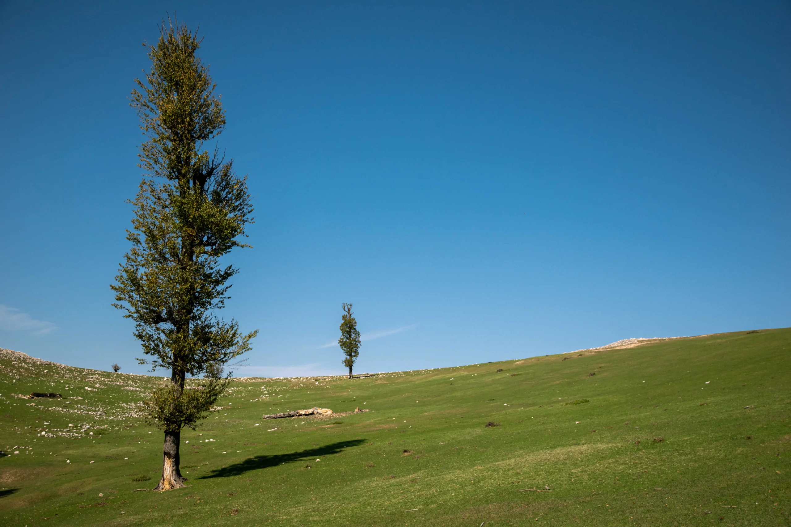 A wide landscape view of a sloping green pasture under a clear blue sky, featuring a tall leafy tree in the foreground and a smaller tree in the distance at Markouh Plain, Golestan Province. Photograph by Mohammad Ataei.